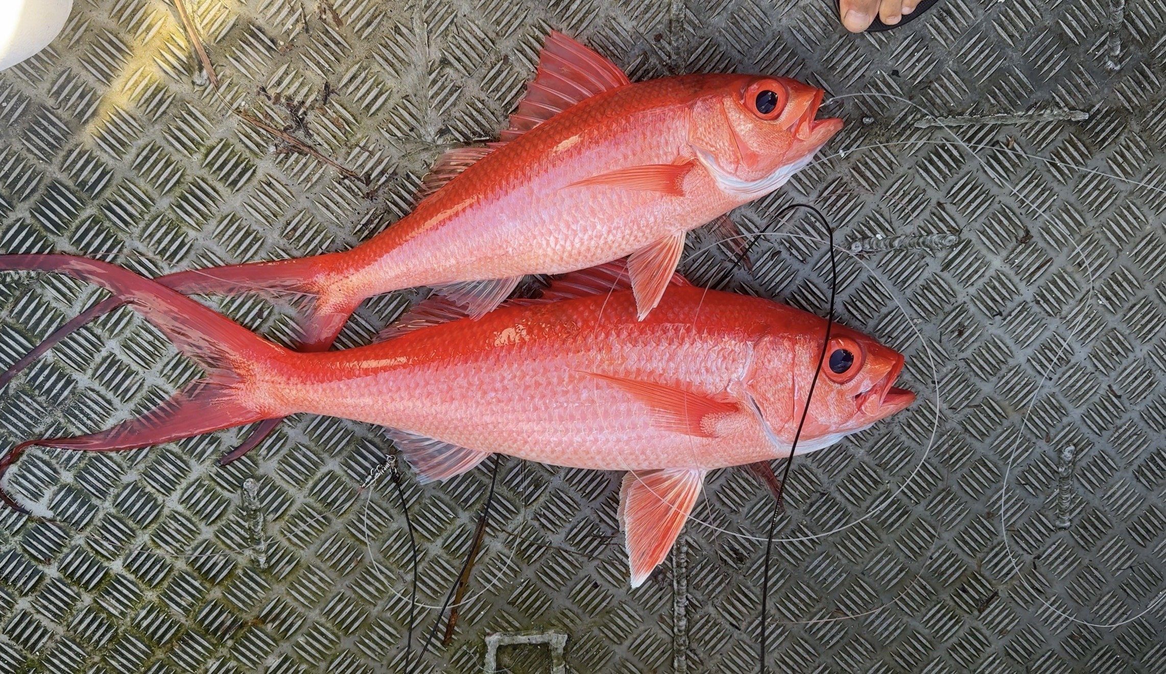 Pacific Islands Fishers Resilience 