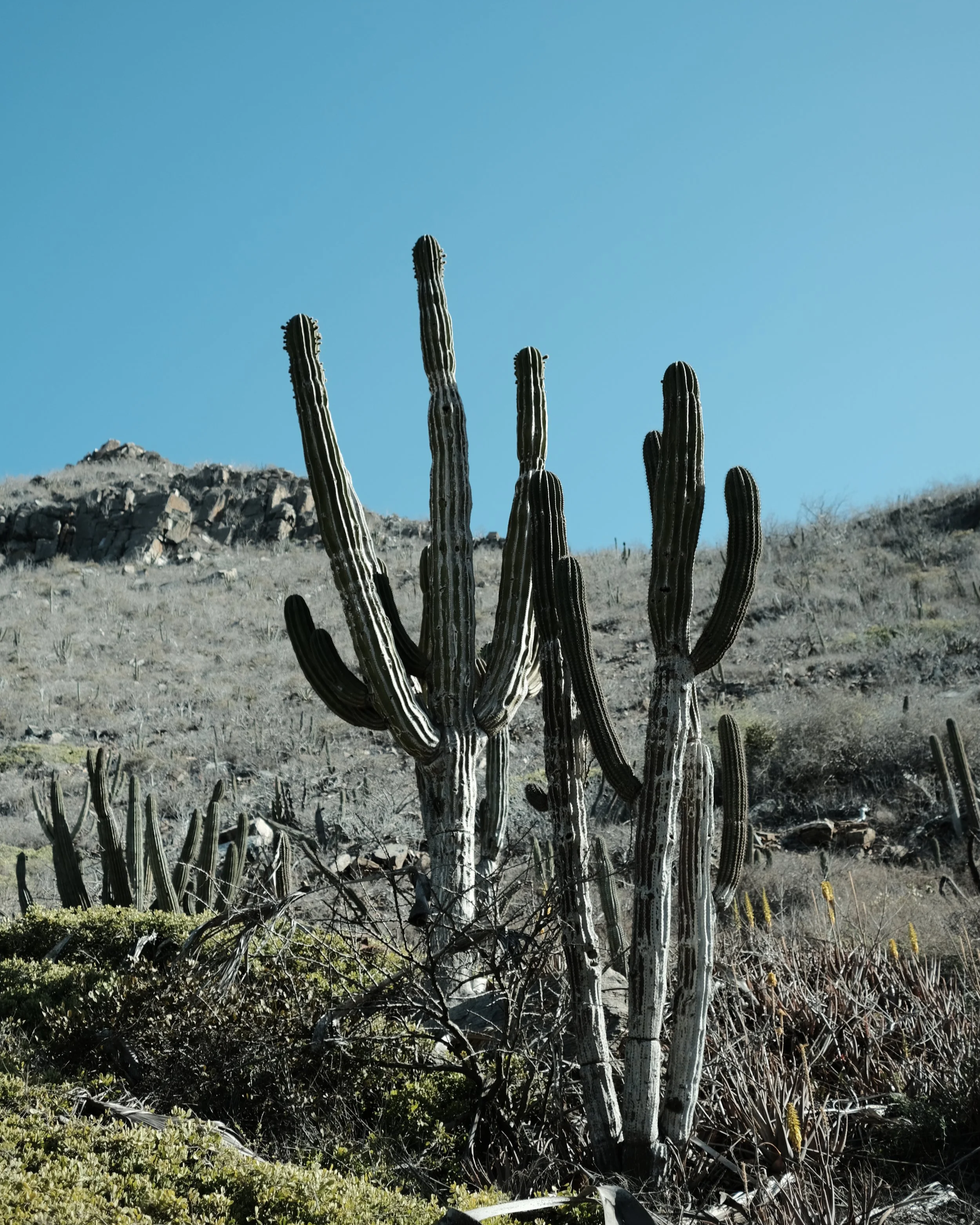 ETÈREO: A Safe, Soulful and Supportive Iboga Retreat (Baja, Mexico)