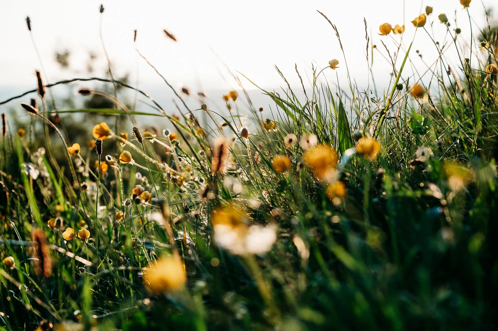 Carrigogunnel castle photo session Ireland Marie O'Mahony photography wildflowers