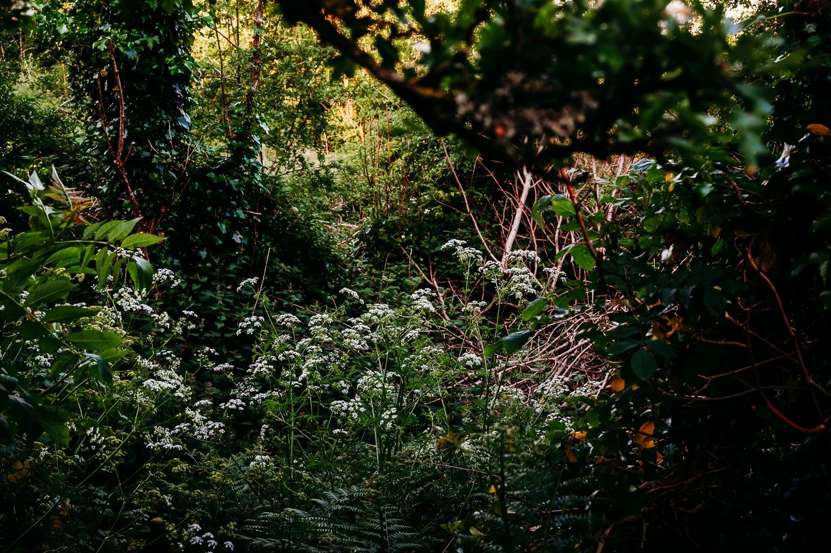 Carrigogunnel castle photo session Ireland Marie O'Mahony photography foliage