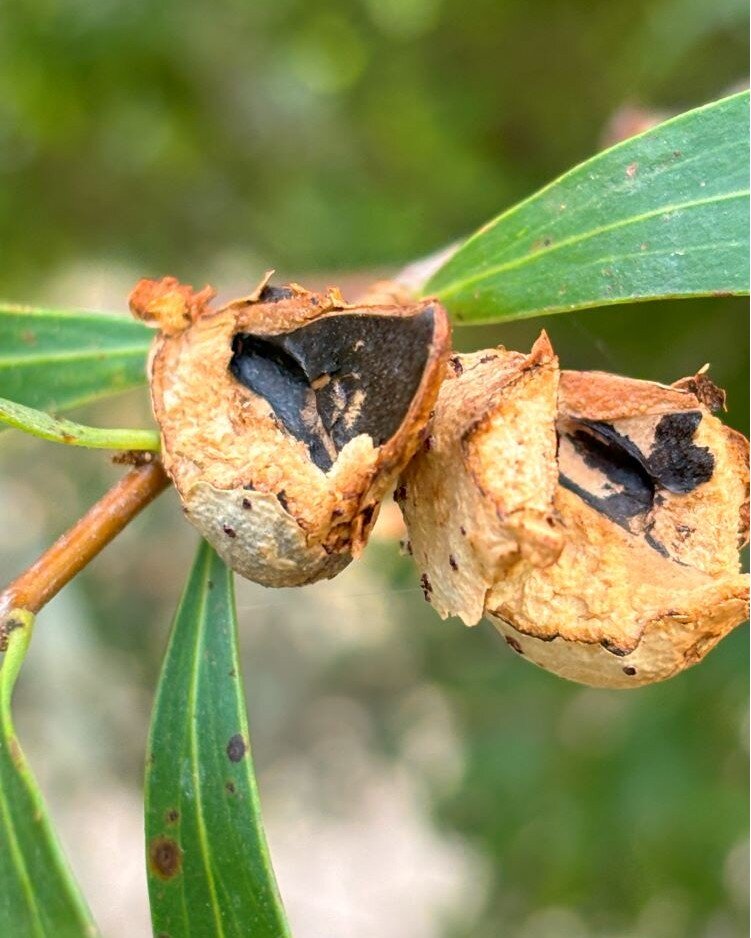 The black cockatoos just love the seeds on our Hakea Salicifolia (Native Willow) - and manage to shred a few leaves in the process!  The Hakea's are a great addition to any windbreak as they provide excellent habitat for a range of species including 