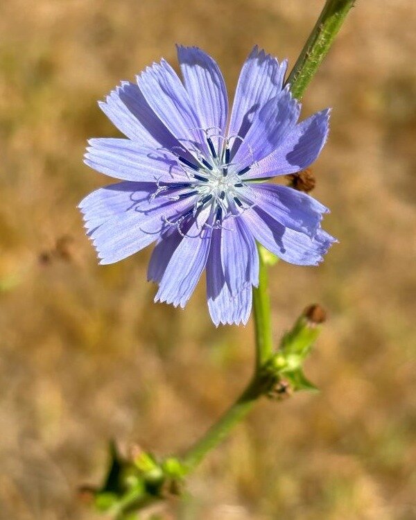 Despite the ongoing dry the chicory plants from our multispecies cover crop continue to flower - when just about everything else has long since finished seeding and dried off.  Which is why they make a great addition to your cover crop.  #mannahilles