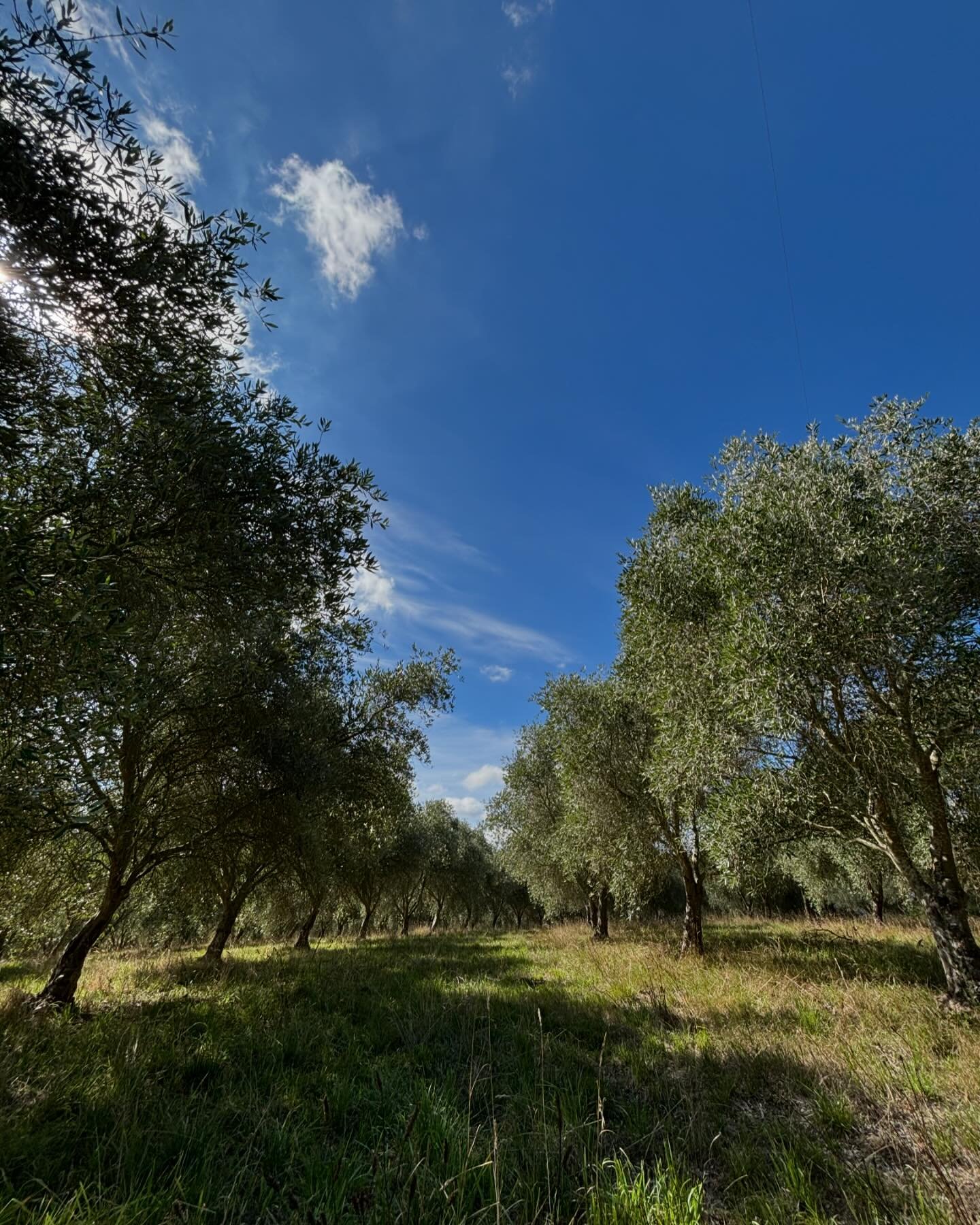 Perfect one day, pretty good the next! Great Autumn weather. Just love this time of the year to be out in the grove . #mannahillestate #autumn #weather #grove #olive #olivegrove #farminglife #farminglifeaustralia