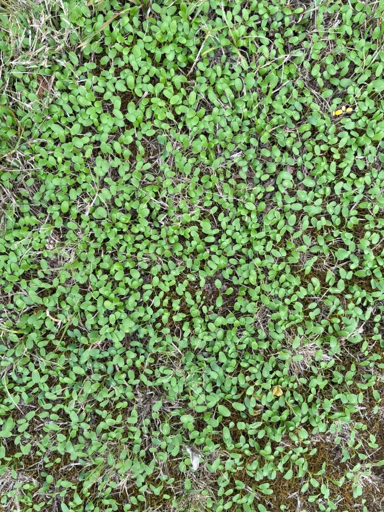 A burst of life in our pastures and inter-row sward.  Amazing what a bit of moisture can do!  #mannahillestate #agroecologicalfarming #natural #SoilBiodiversity #regenfarming #sustainableagriculture #RegenerativeFarming #ecological #naturalfarming #c