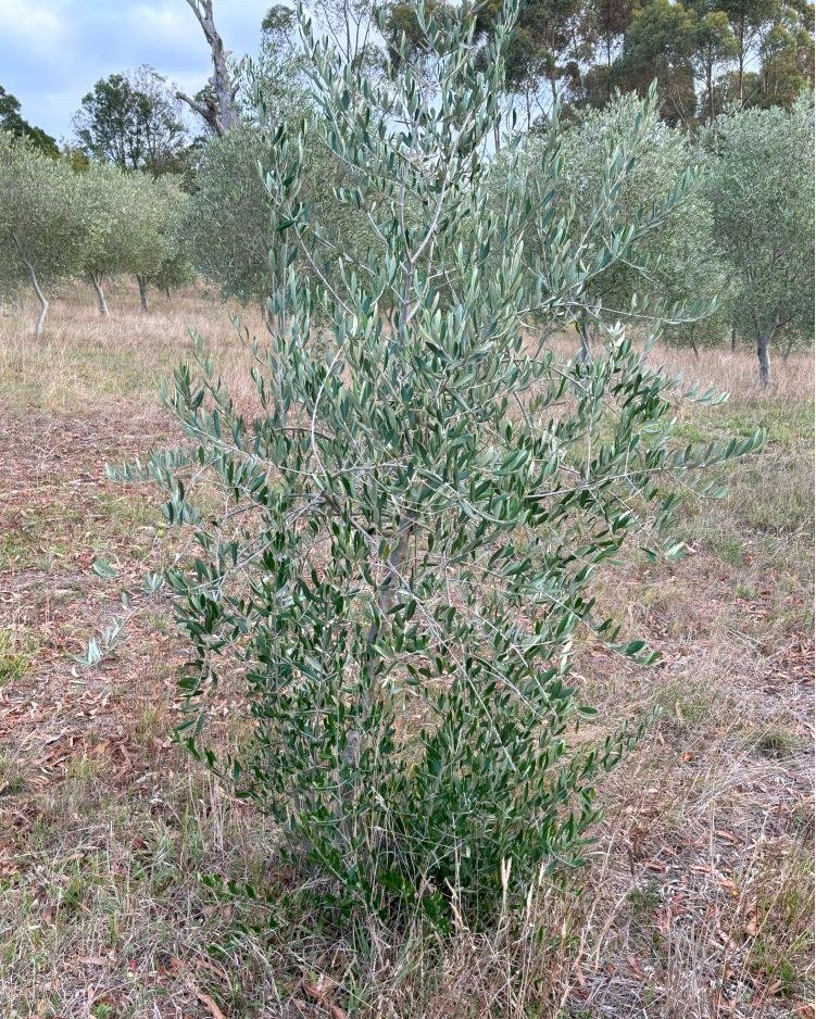 A lovely afternoon to be out in the grove pruning.  Before and after pruning photos.  This one's a little severe as the original tree was demolished by a very large branch from a nearby gumtree (what are the chances?!) so has reshot from the base.  W