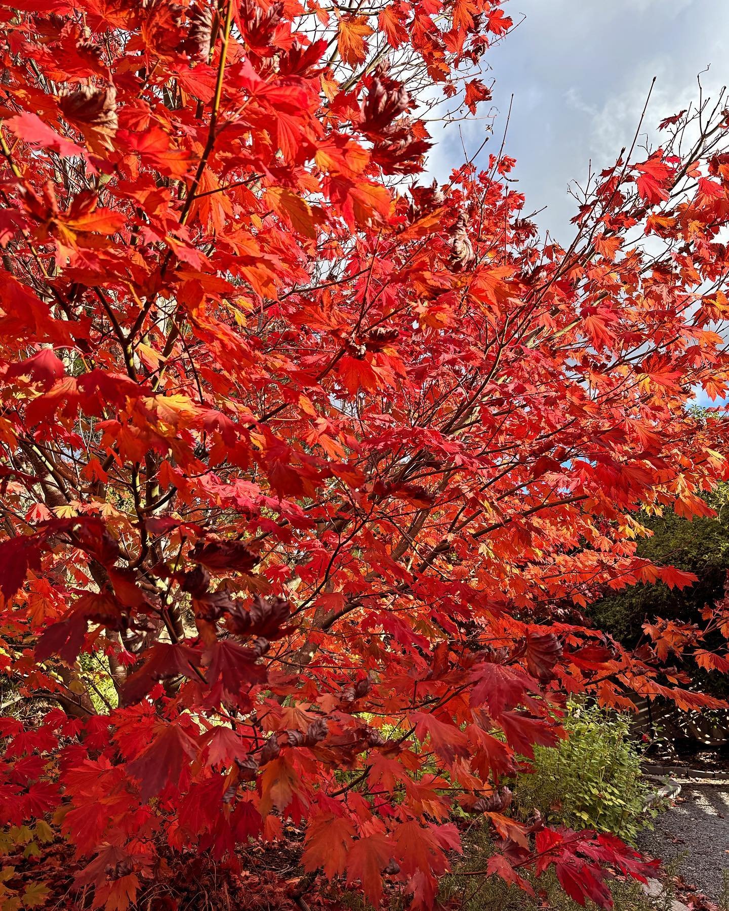 It&rsquo;s been a great season for Autumn colour! #mannahillestate #autumn #autumncolors #autumnleaves
