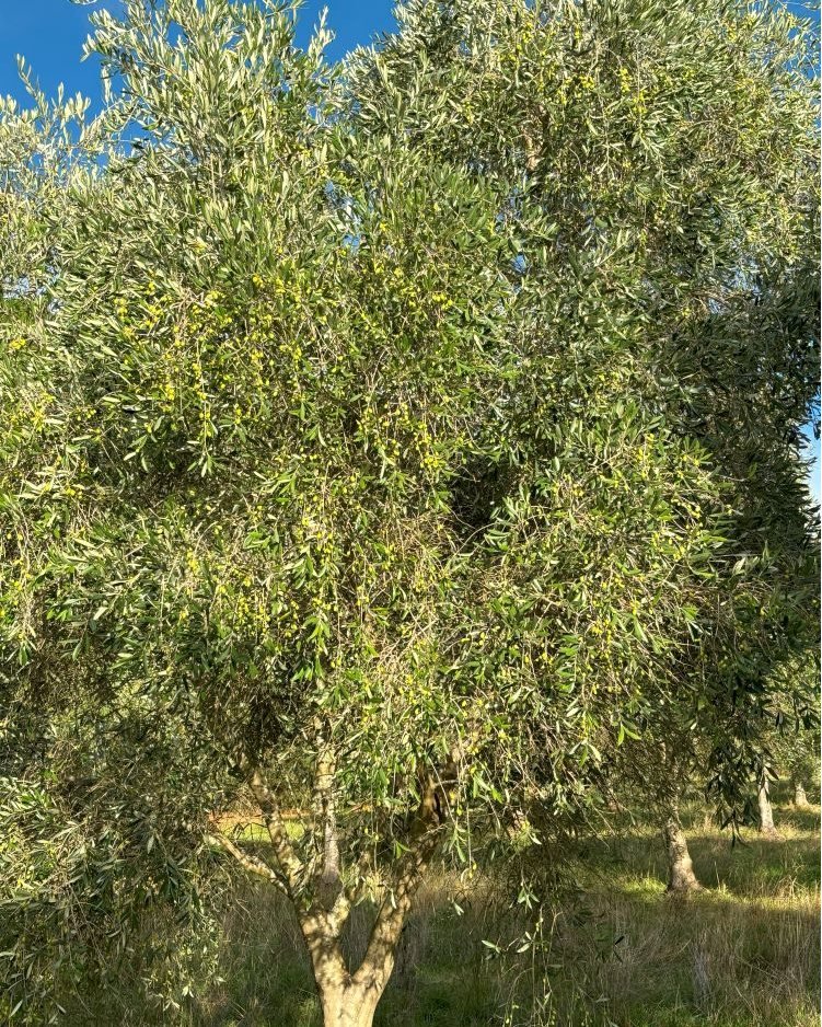 Pre-harvest analysis - estimating which trees are economic to harvest (or not) and if so approximately how many kg of olives to determine the logistics of harvesting (number of bins, how many days of harvesting, how many truck load(s) might be requir