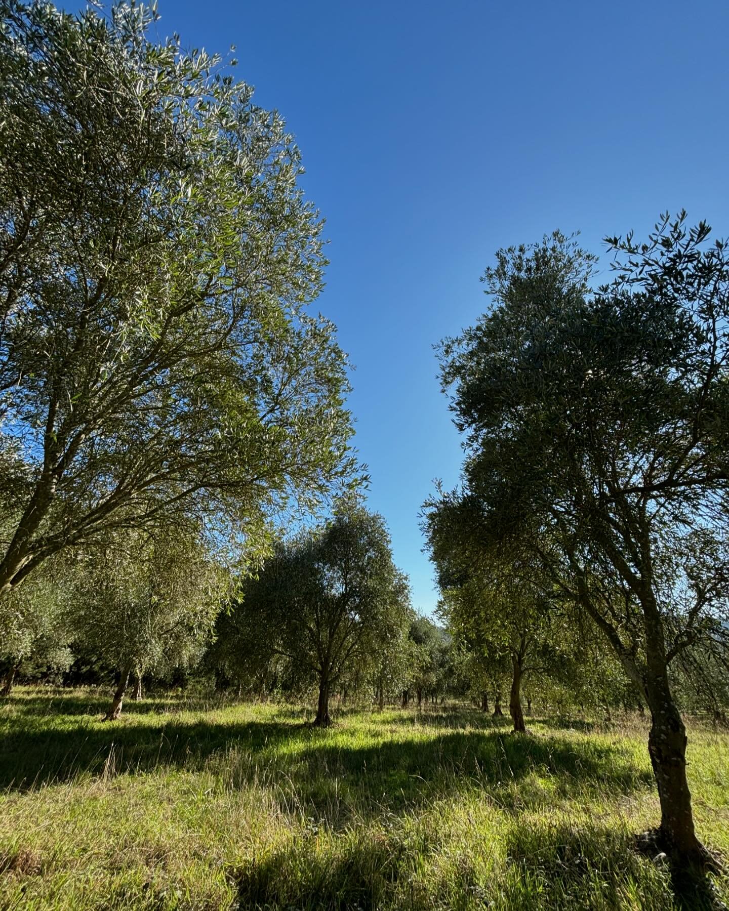 What a glorious day to be out in the grove. #mannahillestate #autumnweather #olivegrove #organic #organicfarmingaustralia #farminglife #sunnyday #joy