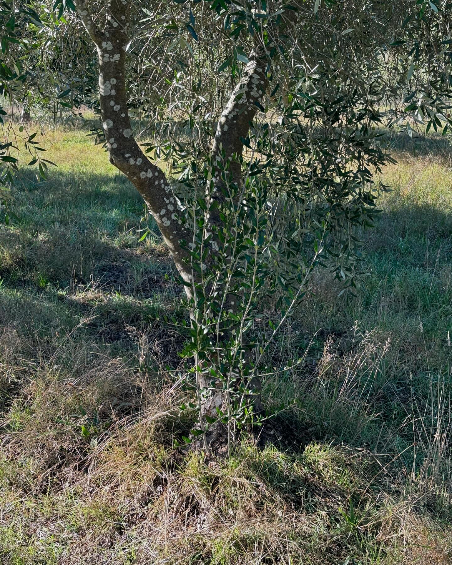 Just some quick sucker pruning ahead of harvest in a few weeks time. #mannahillestate #olive #olivetree #pruning #farminglifeaustralia #ballaratfarmer #olivegrove #organic #organicgrove