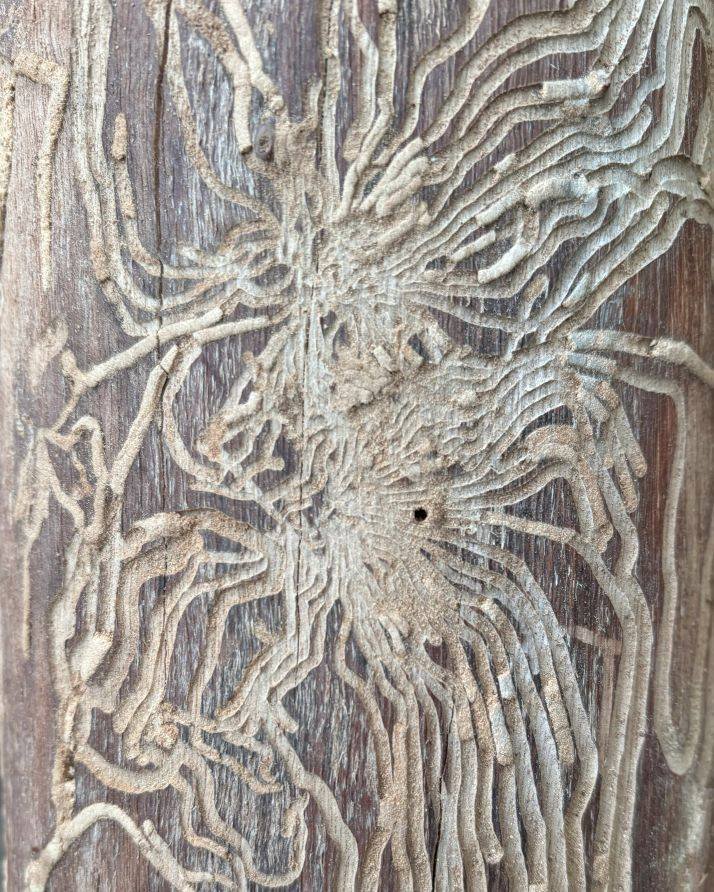 That time of the year to be cutting some firewood from our agroforestry thinnings.  Always find the patterns made by various tunnelling insects pretty amazing - like some abstract mosaic.  From their shape it looks like these could have been made by 