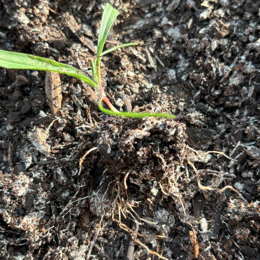 It's great to see that, despite the dry conditions, that some of our seedling roots are covered in fungal hyphae.  This can increase the effective root surface area by a factor of 30 - enabling the plant to scavenge scarce minerals and trace elements