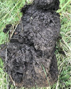 Have always been interested in the debate as to whether soils lose carbon during droughts.  The naysayers (typically proponents involved in the carbon accounting racket) say that carbon, once sequestered, stays in the soil for long periods.  Those in
