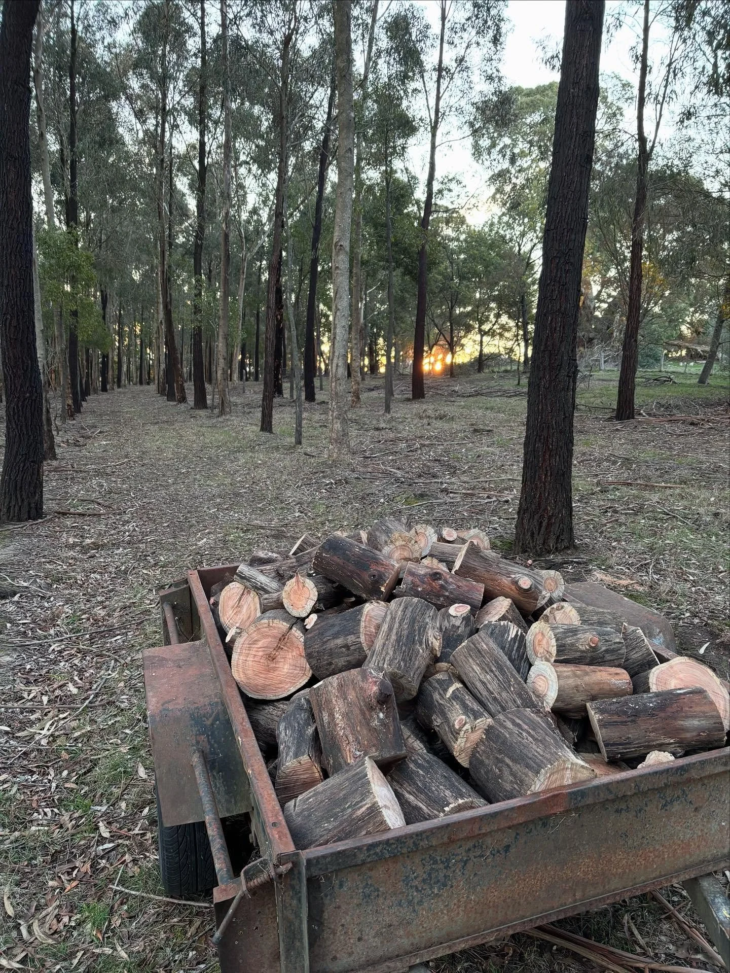 Thinnings from your agroforestry plot are definitely not a resource to be wasted. A load of firewood will keep our house warm for the next week. We also produce biochar and chip some of the smaller material to make a fungal dominated compost (using t