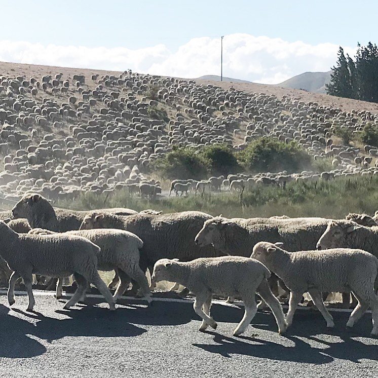 Staying @marytrickletekapo  you could be a Shepherd helping move the sheep 🐑