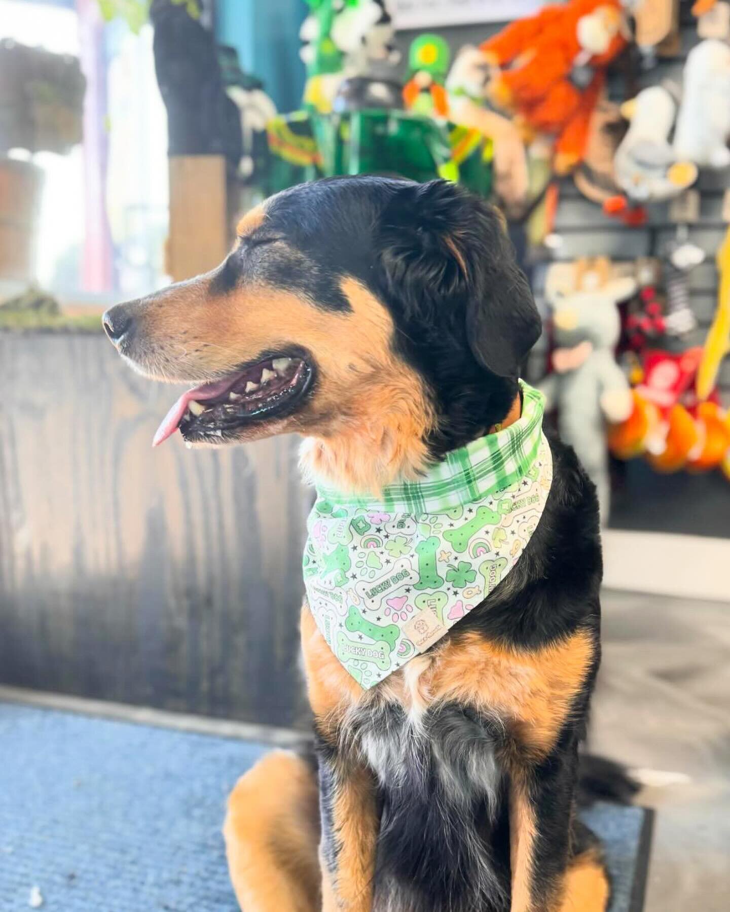 Happy St. Pawdy&rsquo;s Days! 🍀🐾

Ginny looks absolutely adorable in the Lucky Dog &lsquo;dana 😍