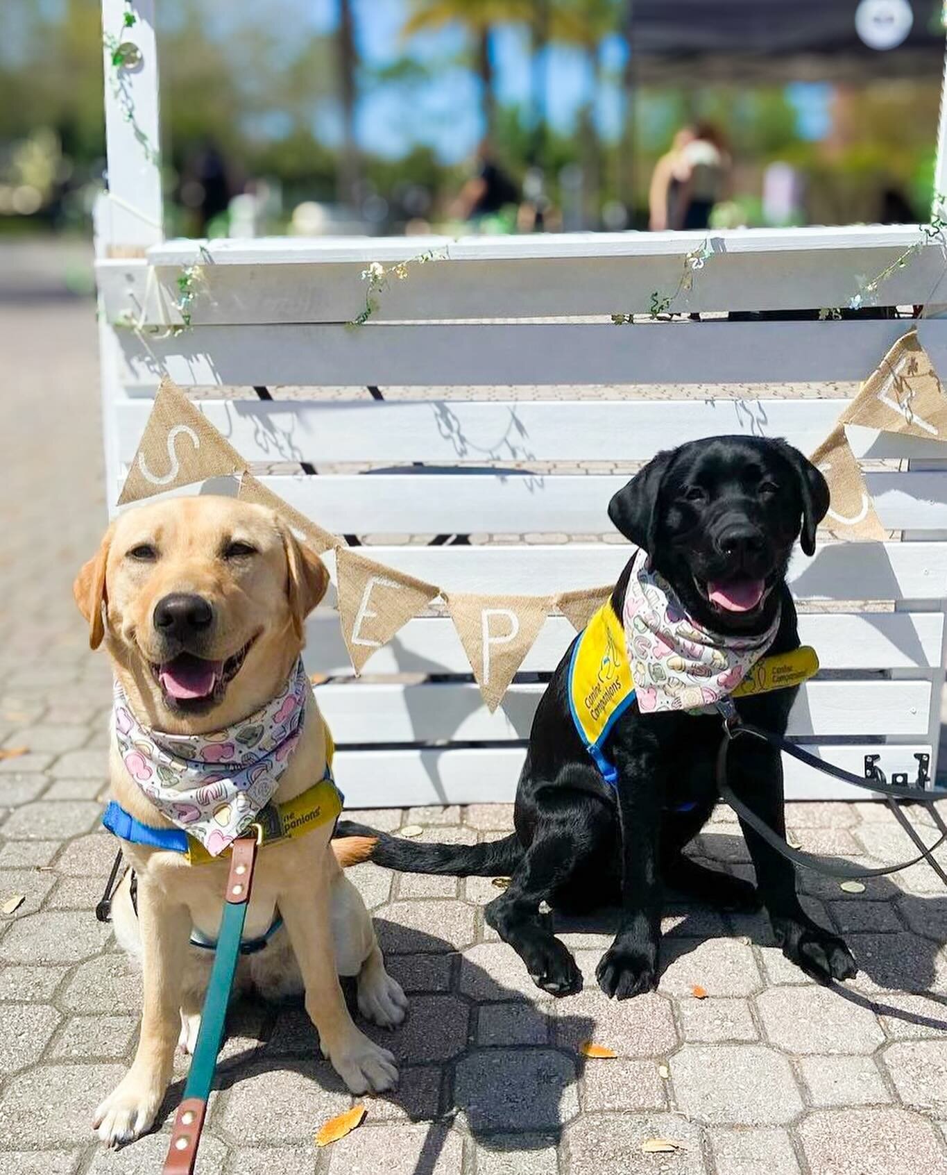 I adore all of our Canine Companion furriends from UCF! Here are just a few repping their Magically Lucky &lsquo;dana out in the wild🍀