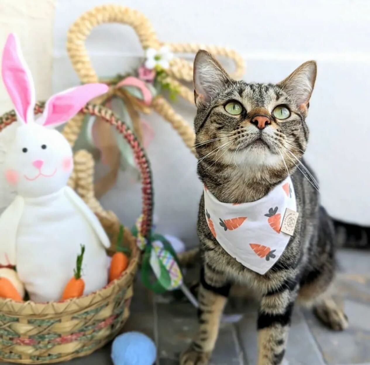 Happei Easter! 🥕
 
I can&rsquo;t get over these picture of Mylo in the Danvers bandana I just had to share some with you! How stinkin cute?!?!

He&rsquo;s wearing size XXS which is purrfect for most cats 🐈😻