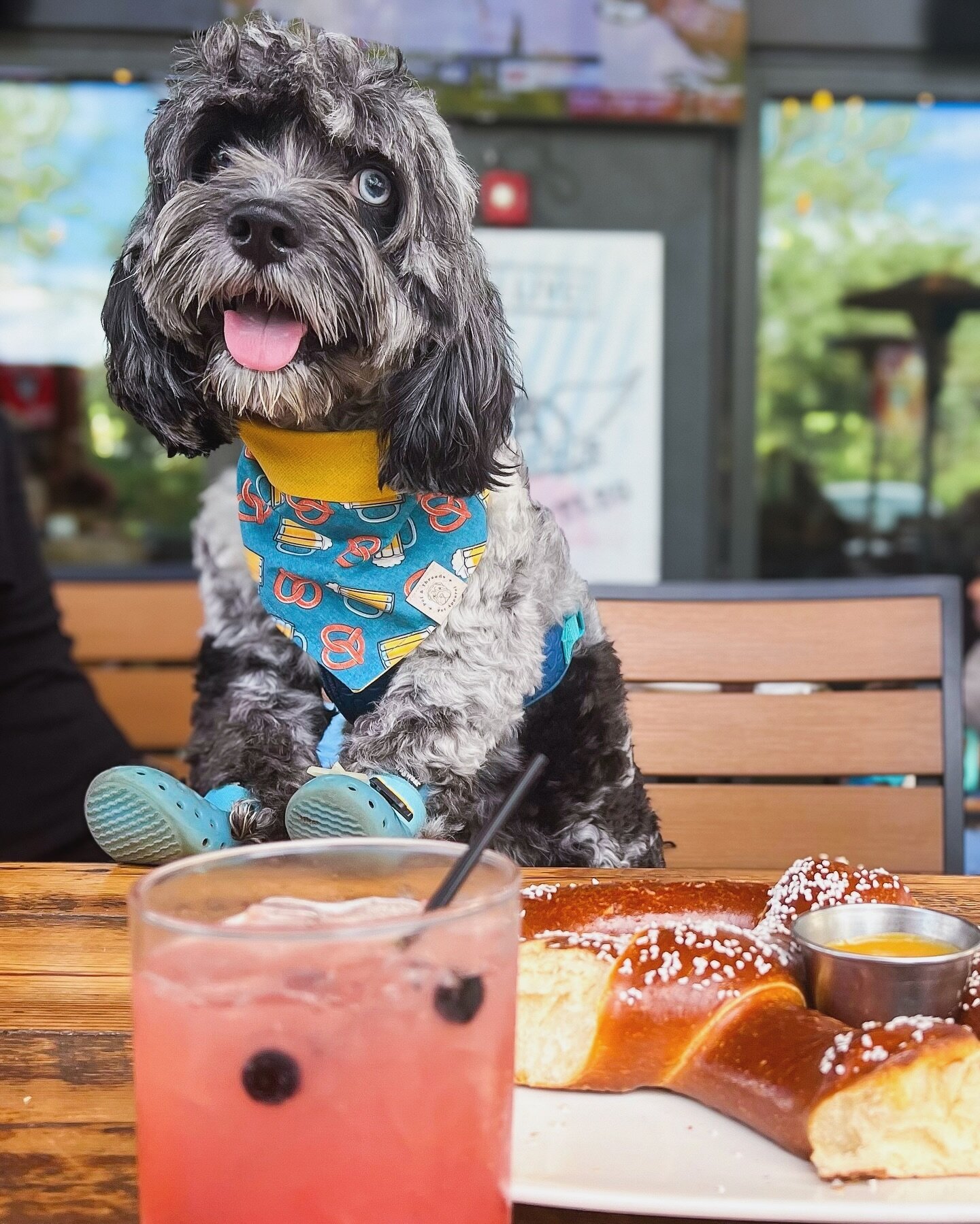Drop a 🍺🥨 emoji in the comments if you think our furriend Obi looks super handsome! 

He&rsquo;s wearing the new Beer and Pretzels bandana in size Small