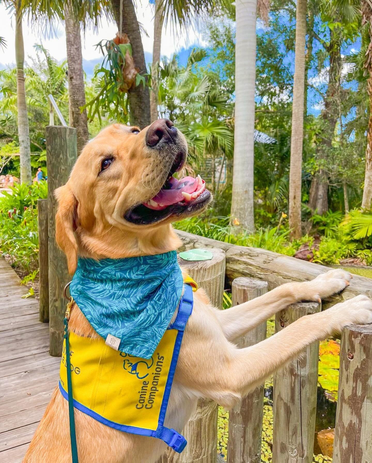 We are so excited to be a part of DogFest this Saturday! Join us from 10am-2pm. DogFest will be fundraising in order to help transform the lives of people with disabilities by providing expertly trained service dogs, FREE OF CHARGE🙌🏼🐾

Pictured is