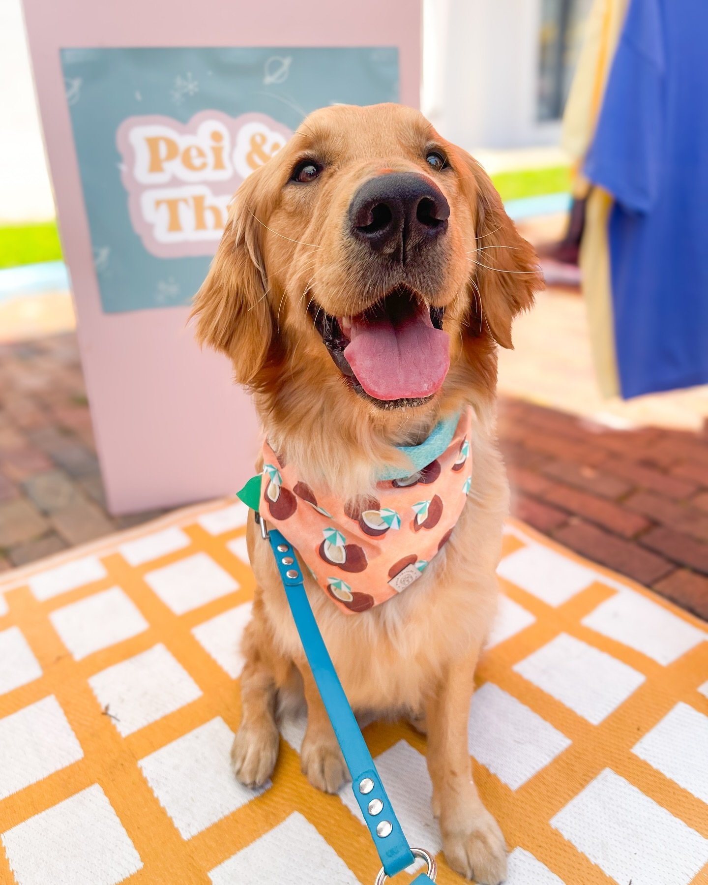 At our last event we met this cutie Astro! Fun story: While his momma was looking through bandanas for him a stranger came up and offered to buy a bandana for Astro just because she thought he was so darn cute! That absolutely made my day! I love whe