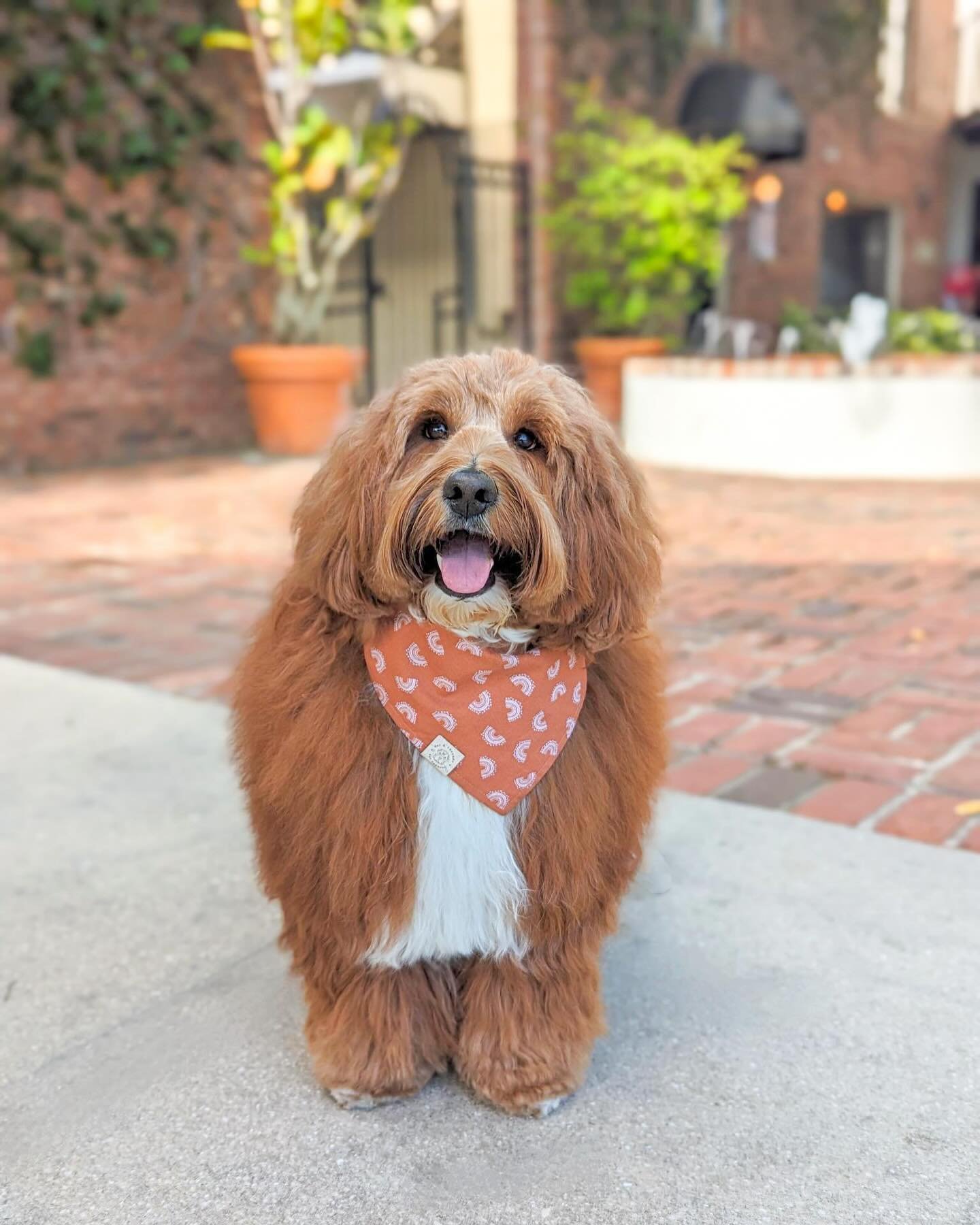 This cutie patootie gets me every time! Look at that floof! 😍 Gryffin is wearing the reverse side of the SoCal &lsquo;dana in size medium. 

This bandana has finally breen restocked along with BFF Mom (perfect for Mother&rsquo;s Day) Flamingo, Ripti