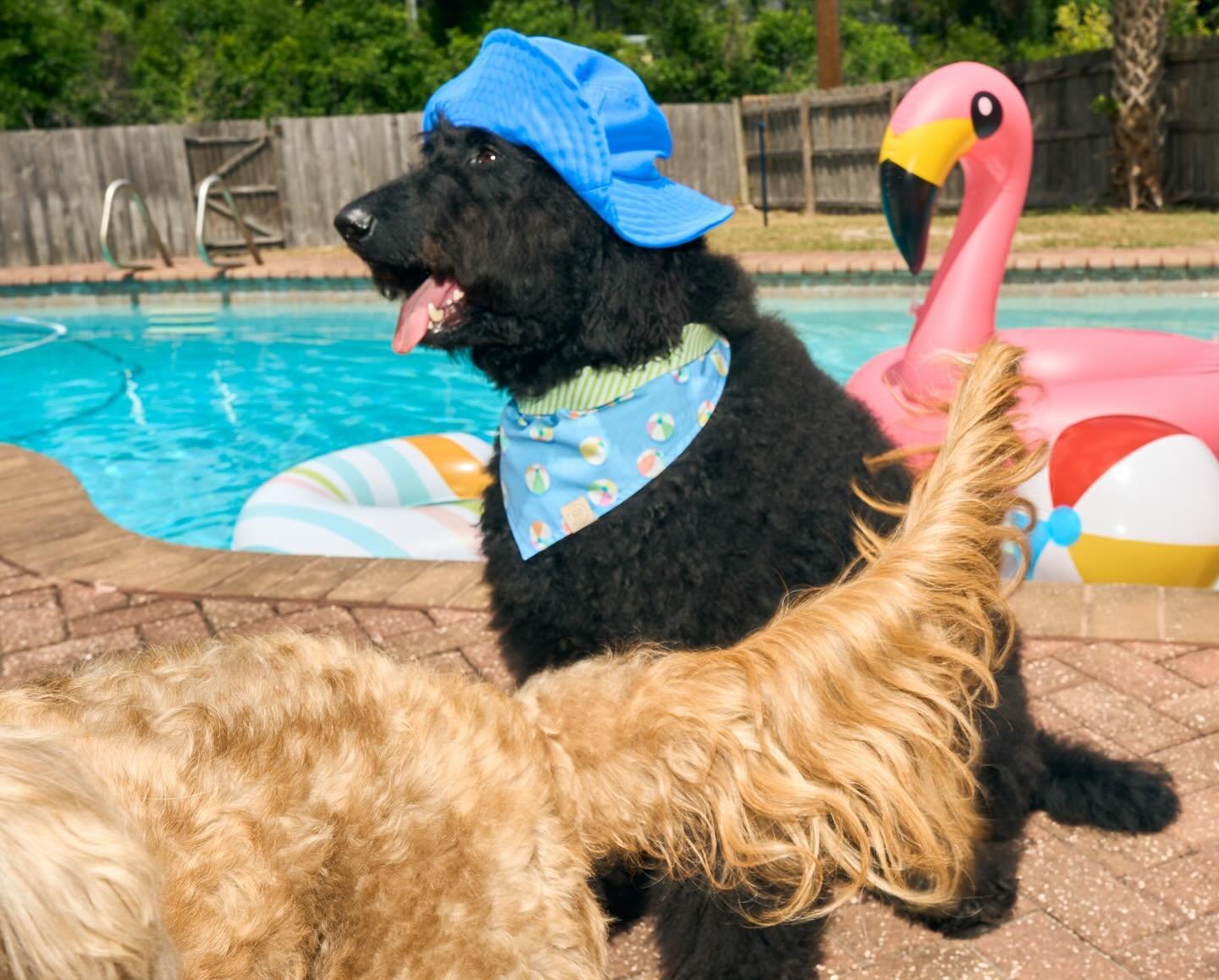Our tails were wagging with excitement during our pool pawty 🐶🪩 Mark your calendars - our new summer collection is dropping Friday May 10th at 12pm EST 🍔🛼🌭☀️🌈 
.
.
.
.
#dogbandanas #dogfashionista #peiandthreads #dogstyle #petfashion #dogcollar