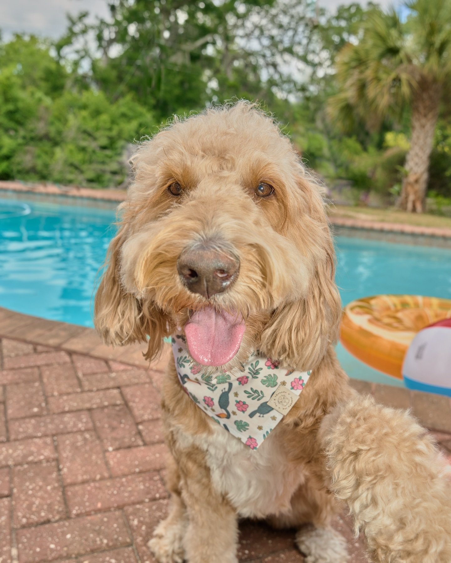But first, let me take a selfie 📸
Summer collection in T-minus 2 days! 🚀 Keep an eye out for more sneak peeks 👀
.
.
.
#peiandthreads #dogsofinstagram #dogbandanas #doodlelovers