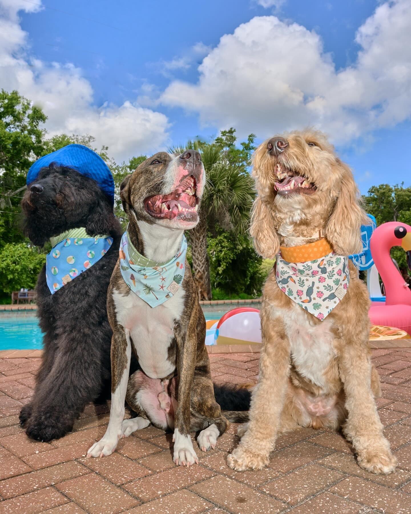 Summer collection is now LIVE! 🎉 
6 new reversible bandanas + the cutest waste bag holder! 🌊

🔗 Peiandthreads.com or click the link in bio 
.
.
.
#peiandthreads #dogfashion #dogsummer #dogbandanas