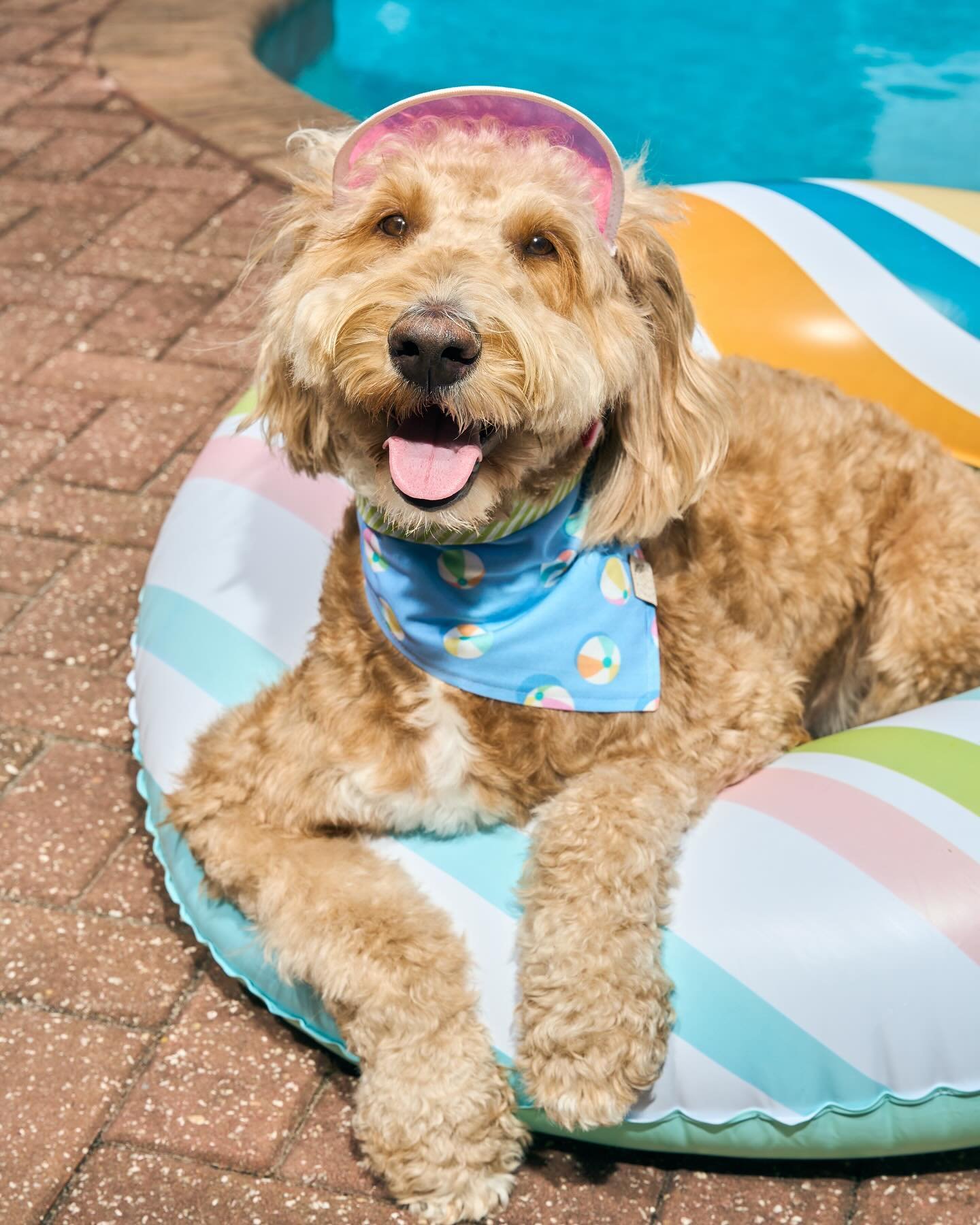 Sadie is summer ready in our Beach Balls &lsquo;dana 💞

She&rsquo;s wearing a size medium. You can get this bandana online now or if you&rsquo;re in MD @seadogpetboutique will be stocking these soon! 

  #peiandthreads #dogsofinstagram #petbandanas