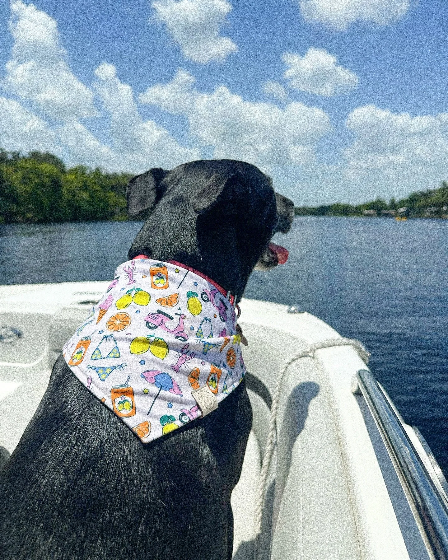 Hope everypawdy’s been enjoying their summer! ☀️
We’ve got a fall collection coming soon, but until then, enjoy splashing at the beach like Winnie in her reversible, Element Proof ‘dana 🌊👙🏖️
#peiandthreads