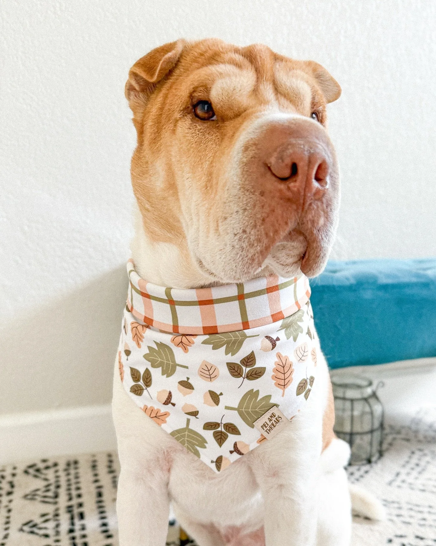 Late post alert! My sweet Kuiper turned 7 on Friday! 🥳 He’s the best companion and I adore his quirky personality. Kuiper’s overcome some tough health challenges, but he’s living his best goofy life now 🤪 Happei Birthday Kuiper di