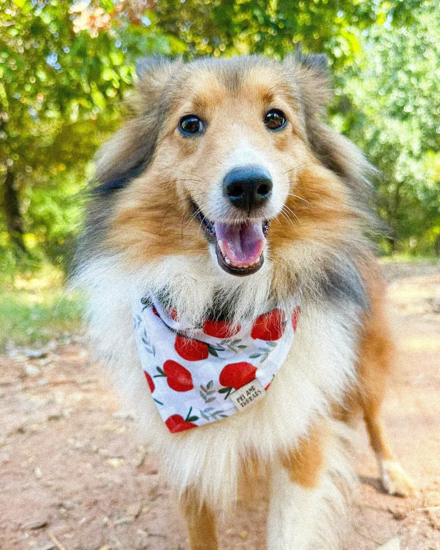 Capri looks absolutely adorable in the new Apple Picking bandana 😍 Drop an 🍎 emoji in the comments if you agree!
Shop with us in person tomorrow @leugardens Dog Day! 9am-12pm 🐾
#peiandthreads