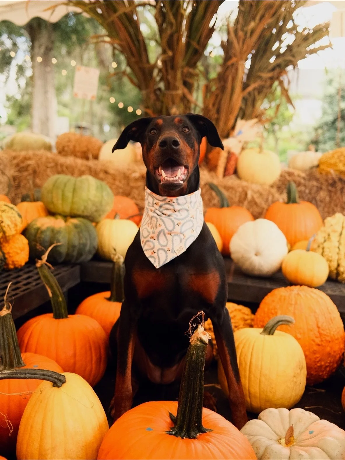 How is Halloween already this Friday?! I hope you’re enjoying the fall weather with your pups! Lilo looks absolutely gorgeous with the her paisley ghosts ‘dana 👻
The Holiday collection is coming soon 👀🎄
#peiandthreads
