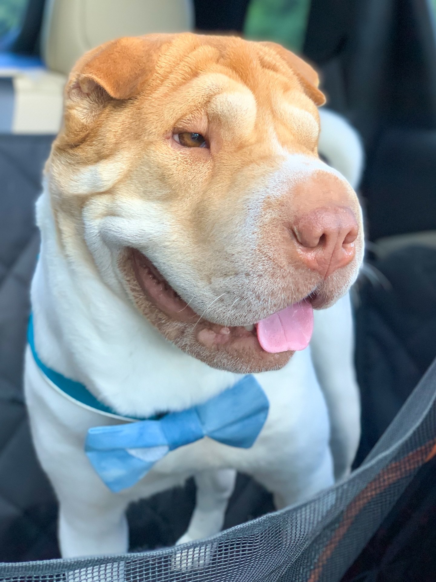 KUIPER 🐾🪽🌈

It&rsquo;s been hard to find the right words, but I wanted to share this with our P+T family and furriends.

Kuiper was a huge part of Pei + Threads &mdash; from keeping me company every single hour of the day, testing out our products