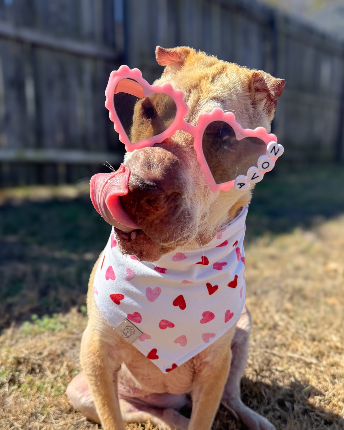 Hope everyone&rsquo;s Valentine&rsquo;s Day was extra sweet! 🍭💕🐾 

CEO Nova is rocking her reversible Love Gnomes bandana&mdash;because details, quality, and a little whimsy are our love language around here. 

Idk about you, but February is offic