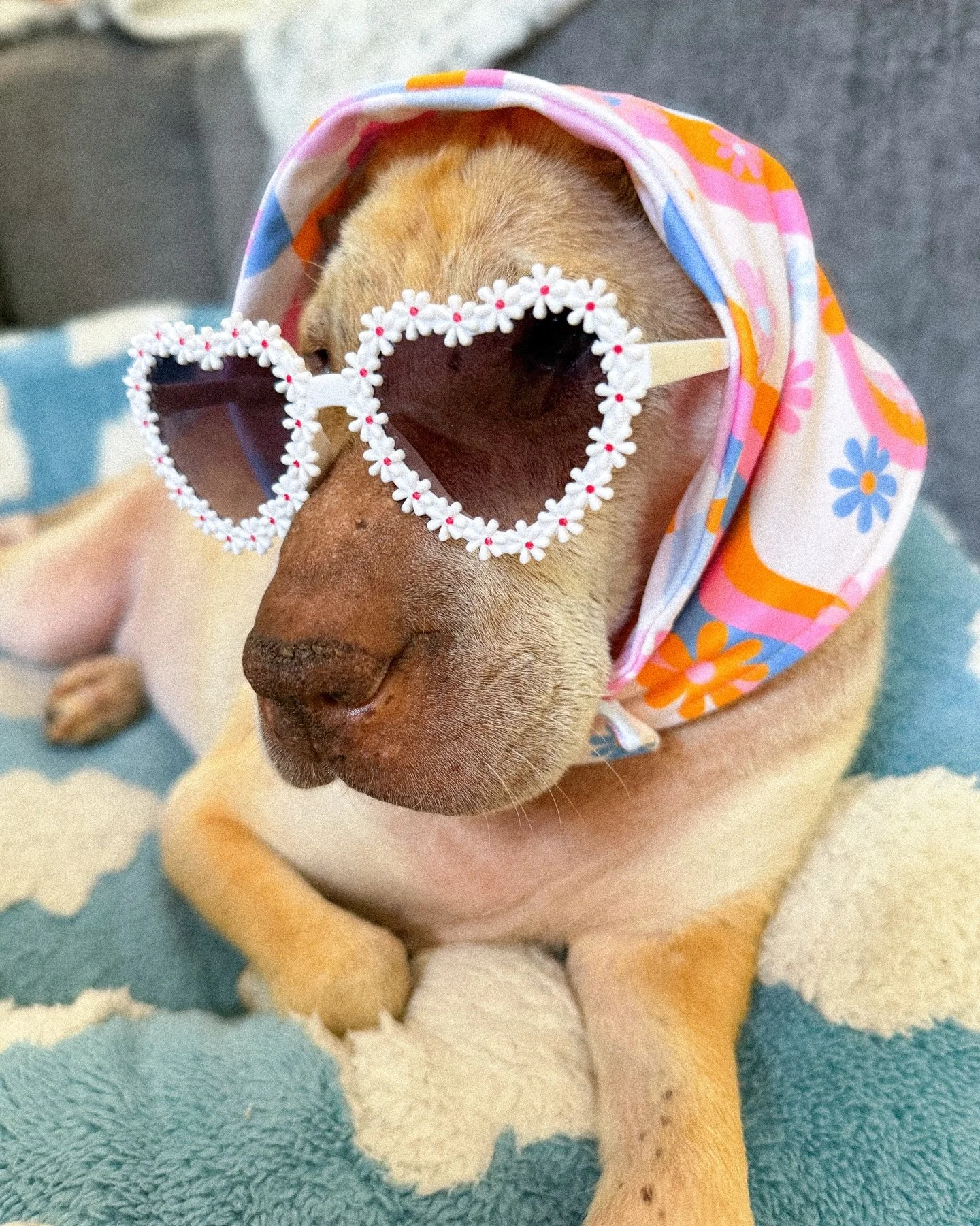 Something bright is blooming&hellip; 🌼✨
The first sneak peek from our Bloom &amp; Bright spring drop is here 👀

Meet Daisy Disco &mdash; bold, groovy, and made for pets who were born to stand out. 🌼🪩

Dropping Friday 3/6 at 6PM EST.