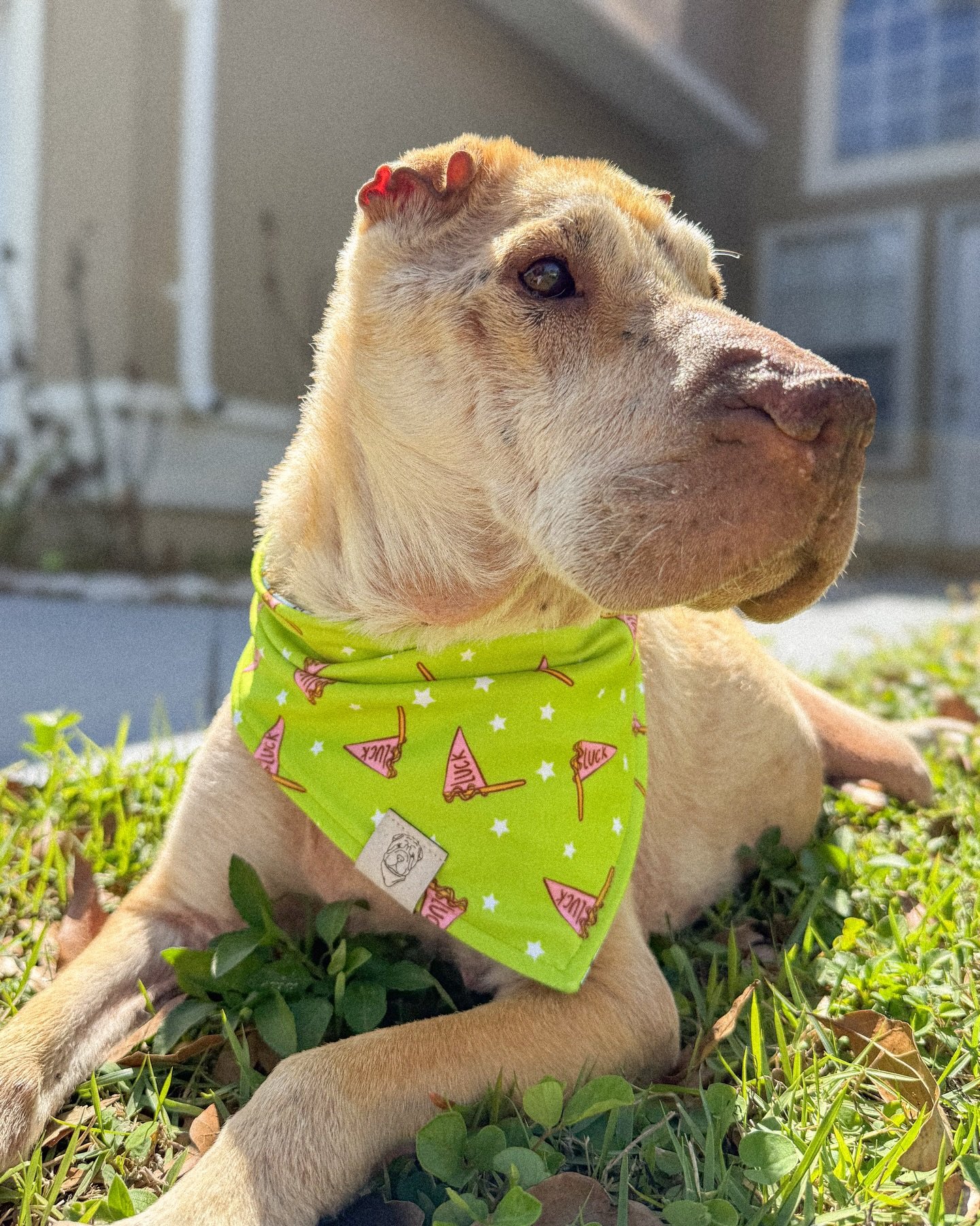 All the luck I need right here 🐾🍀💖
Happei St. Paddy&rsquo;s Day!