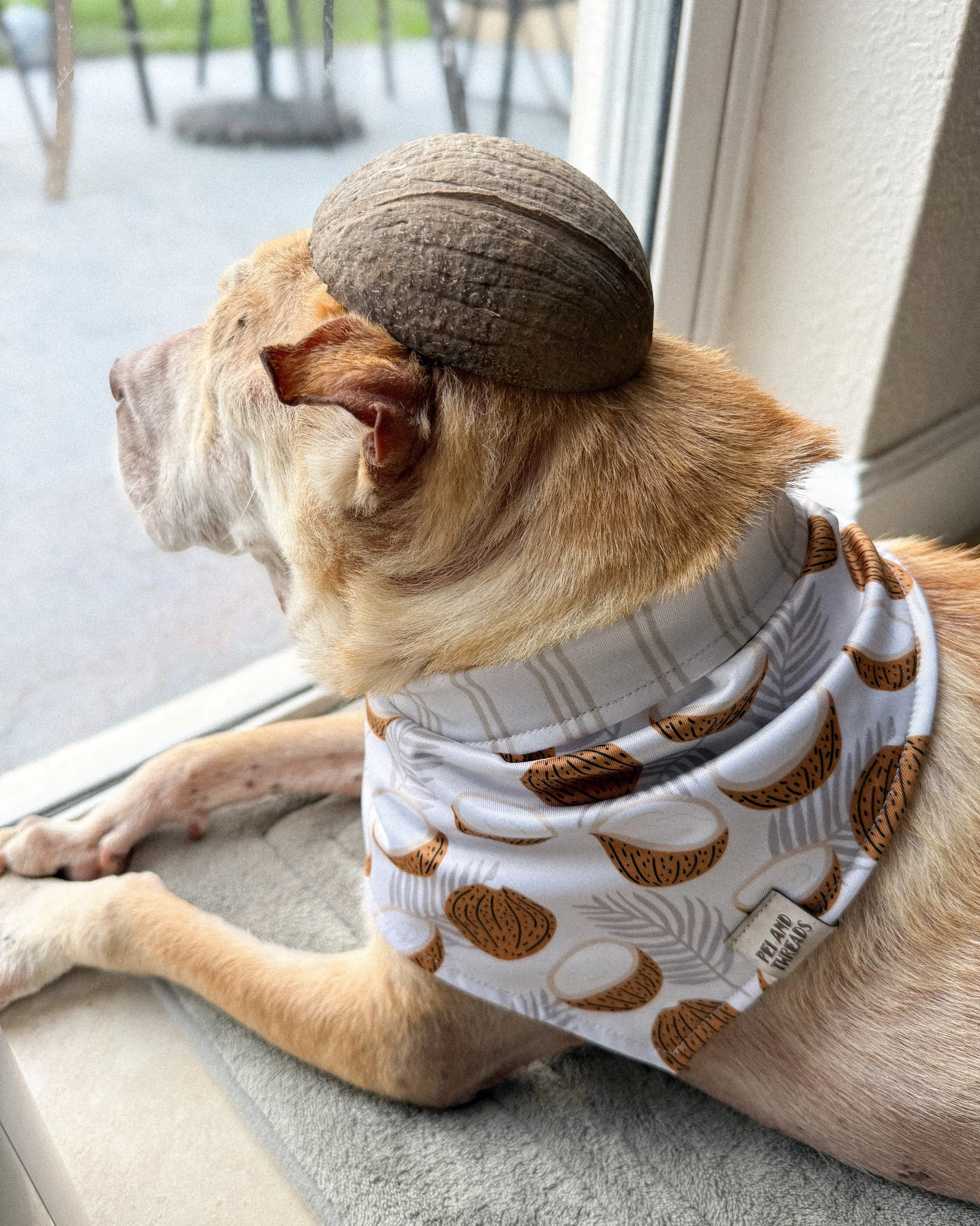 Our summer bandanas are now available! 🛍️🛒

5 new reversible bandanas that are made with our Element Proof fabric! Perfect to keep your pup cool during the hot summer days☀️

Peiandthreads.com or link in bio