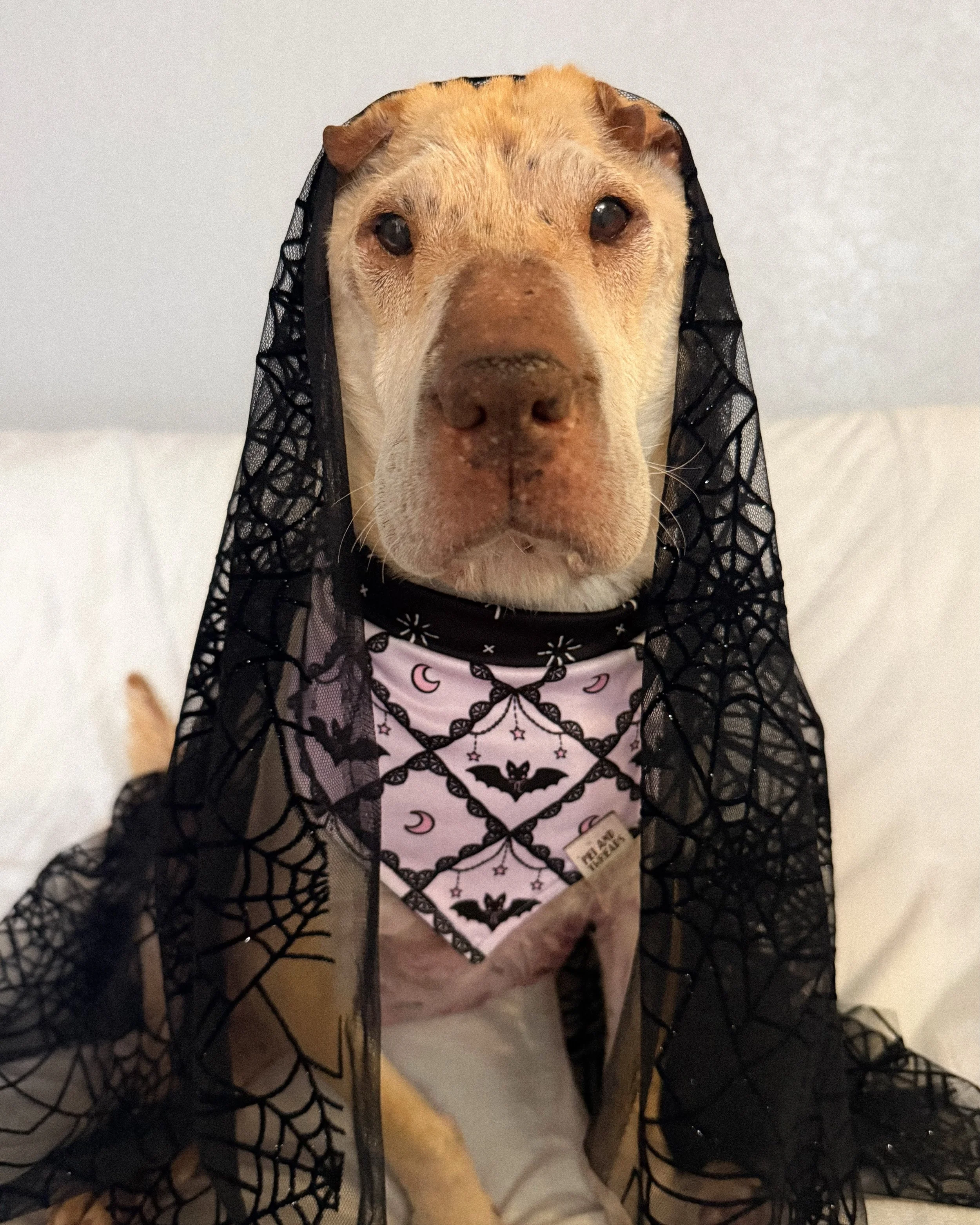 Meet Enchanted ✨🎀🌙

The perfect mix of lacy details and charm for this spooky szn 💖

Shop this reversible bandana and more @milkmartorlando this Sunday 12-6pm or in store @theblackrabbitbookbar