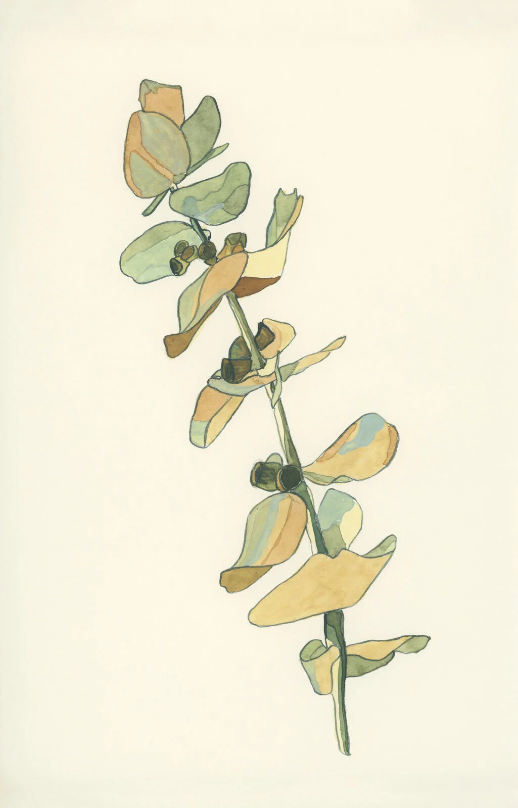 Silver Dollar Eucalyptus (eucalyptus cinerea), watercolour on paper, 2020, Lauren Ottaway.jpg