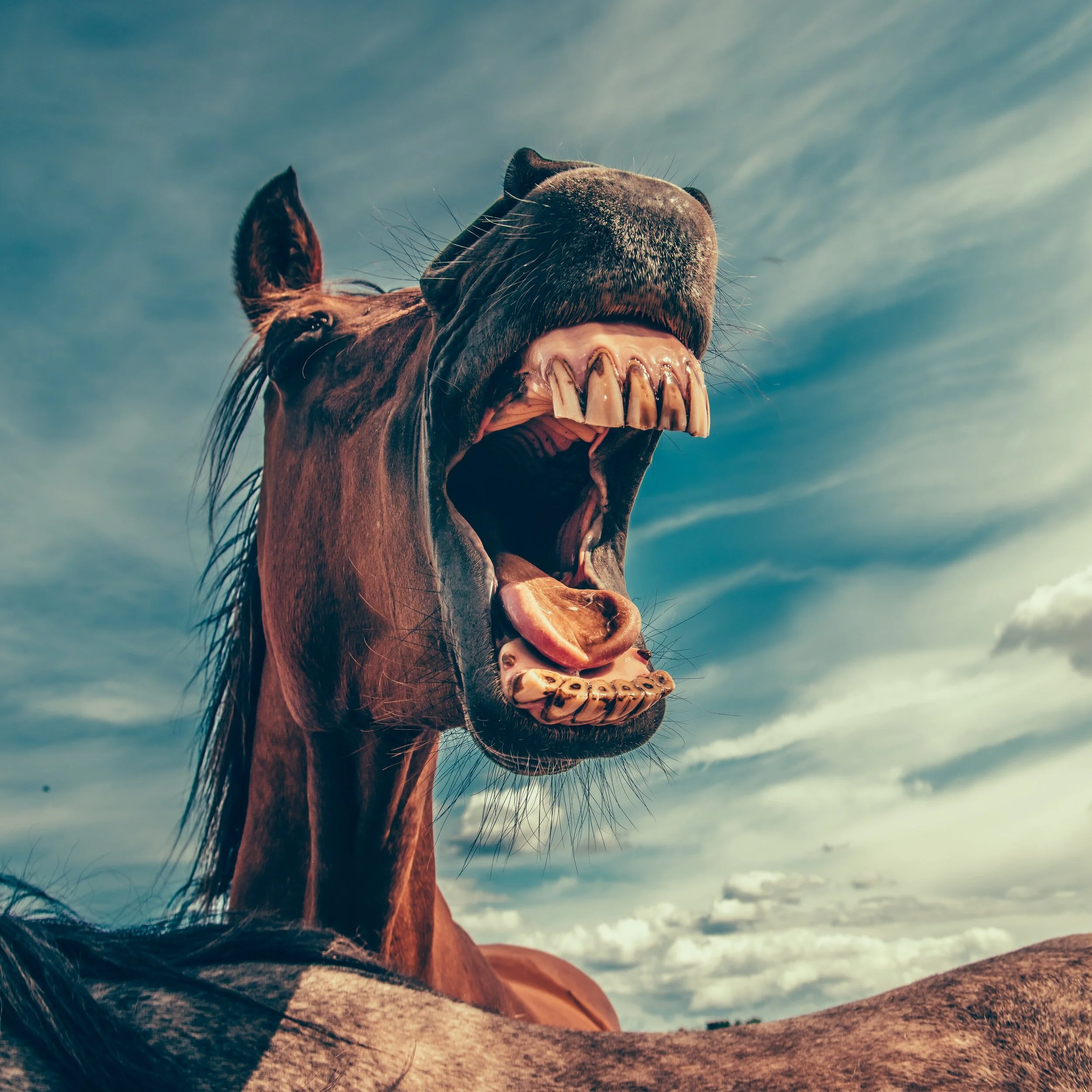 Qu'est-ce que les dents ?