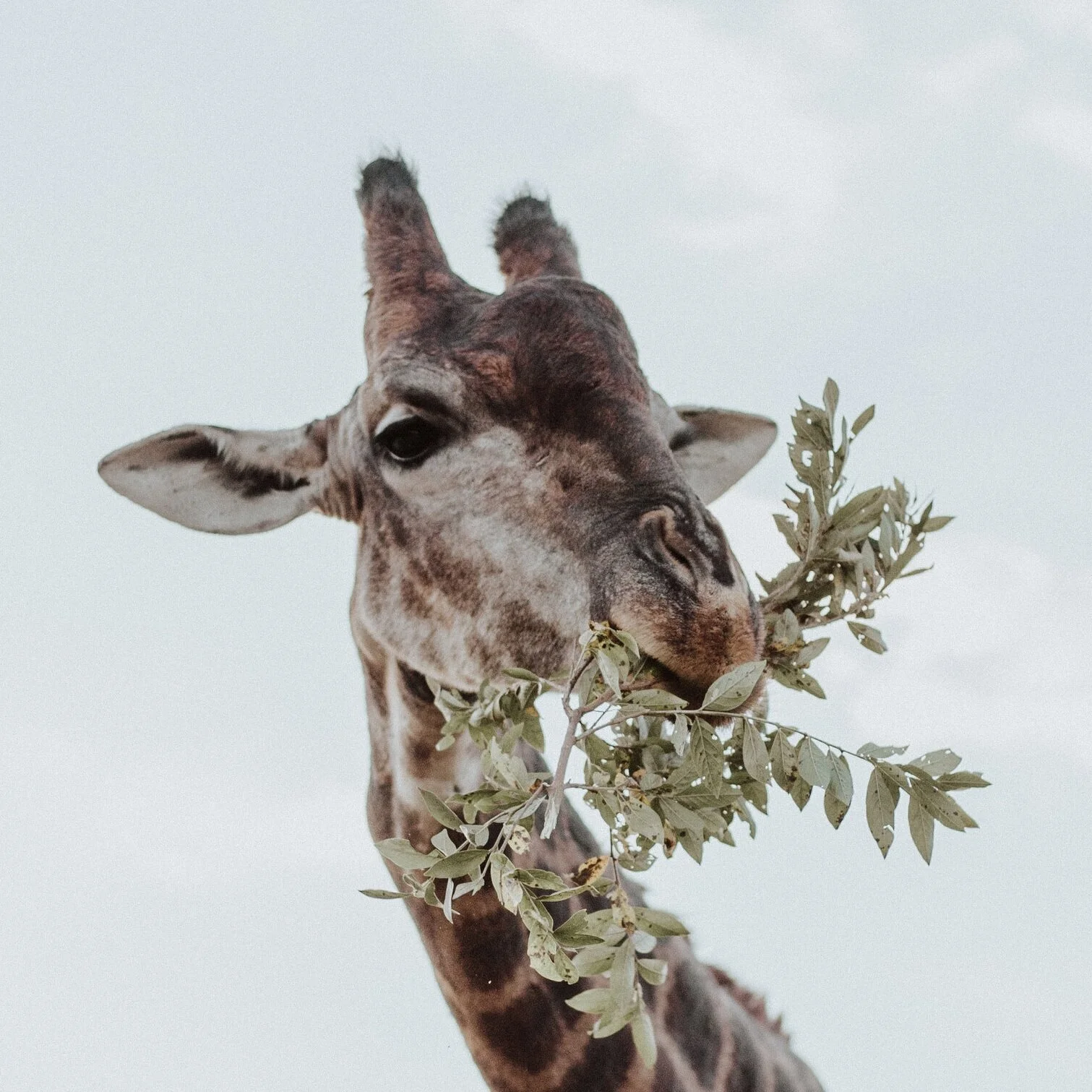 Quel est le rôle de nos dents ?