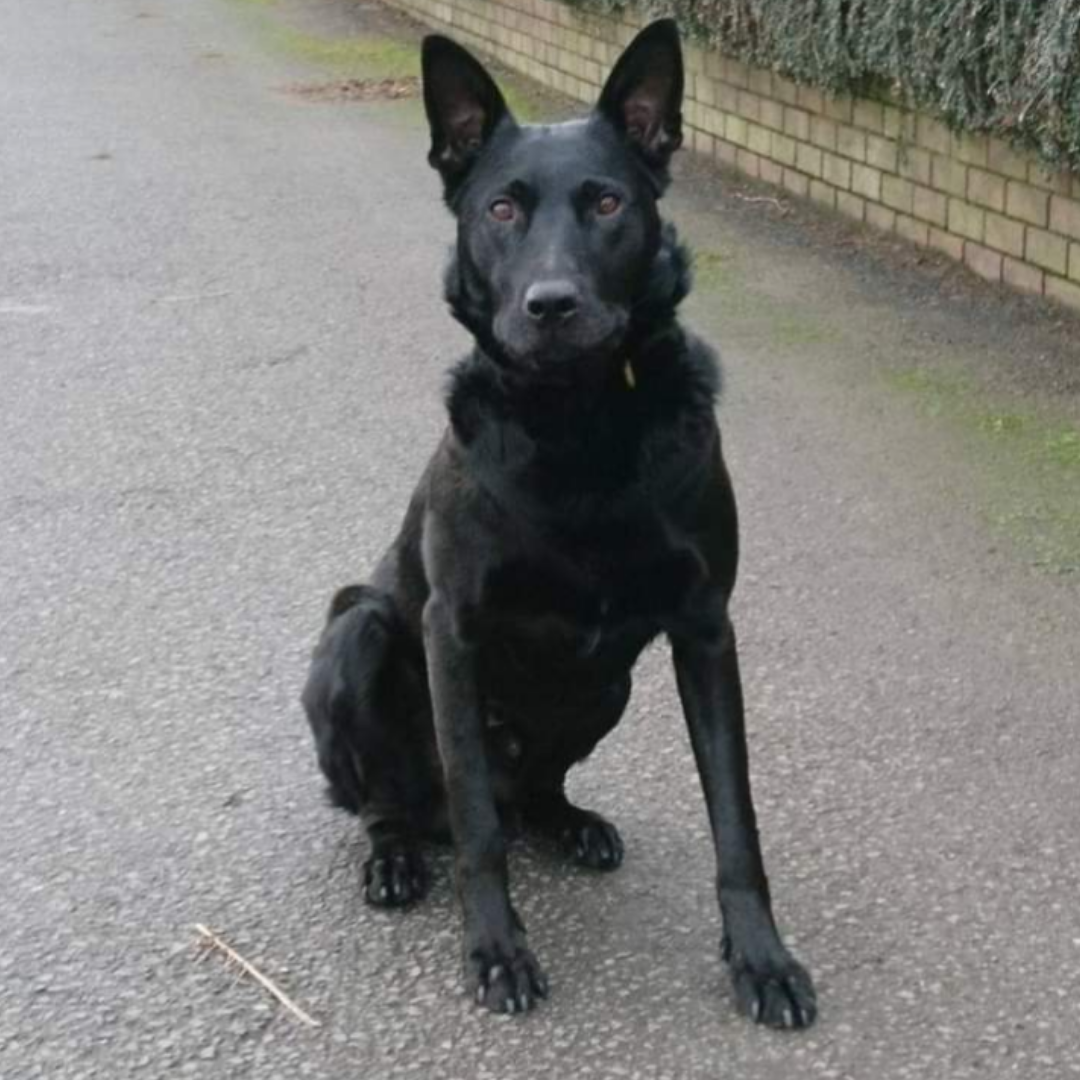 Meet our retired police dogs