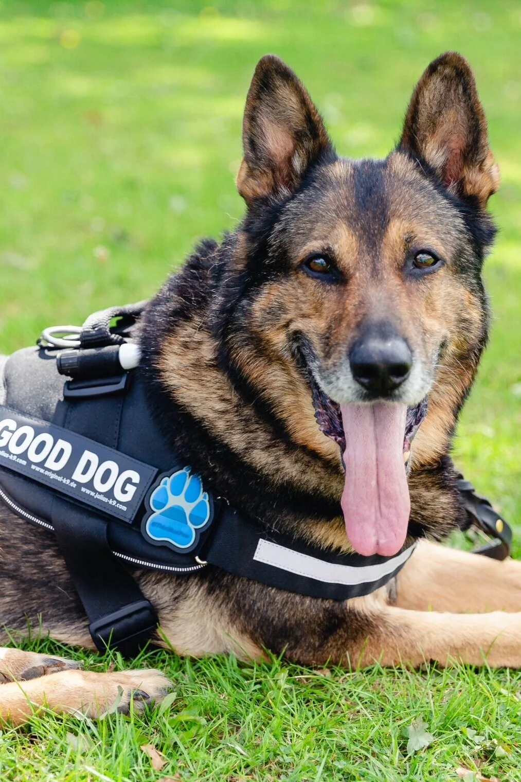 Thin Blue Paw Foundation Thin Blue Line Paw Patch