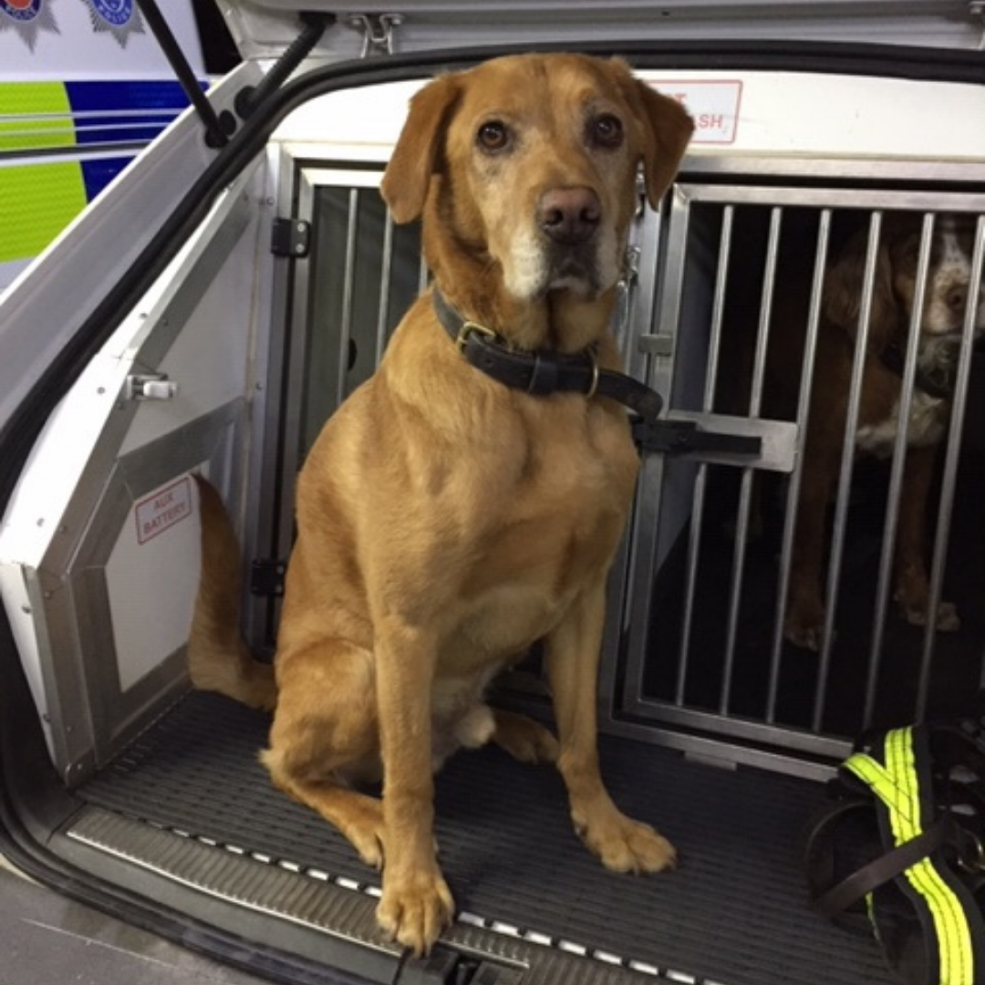 Meet our retired police dogs
