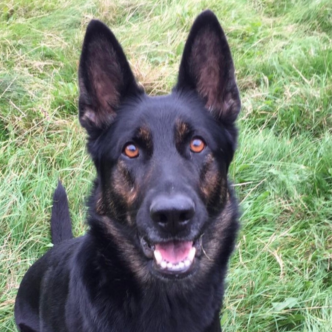 Meet our retired police dogs