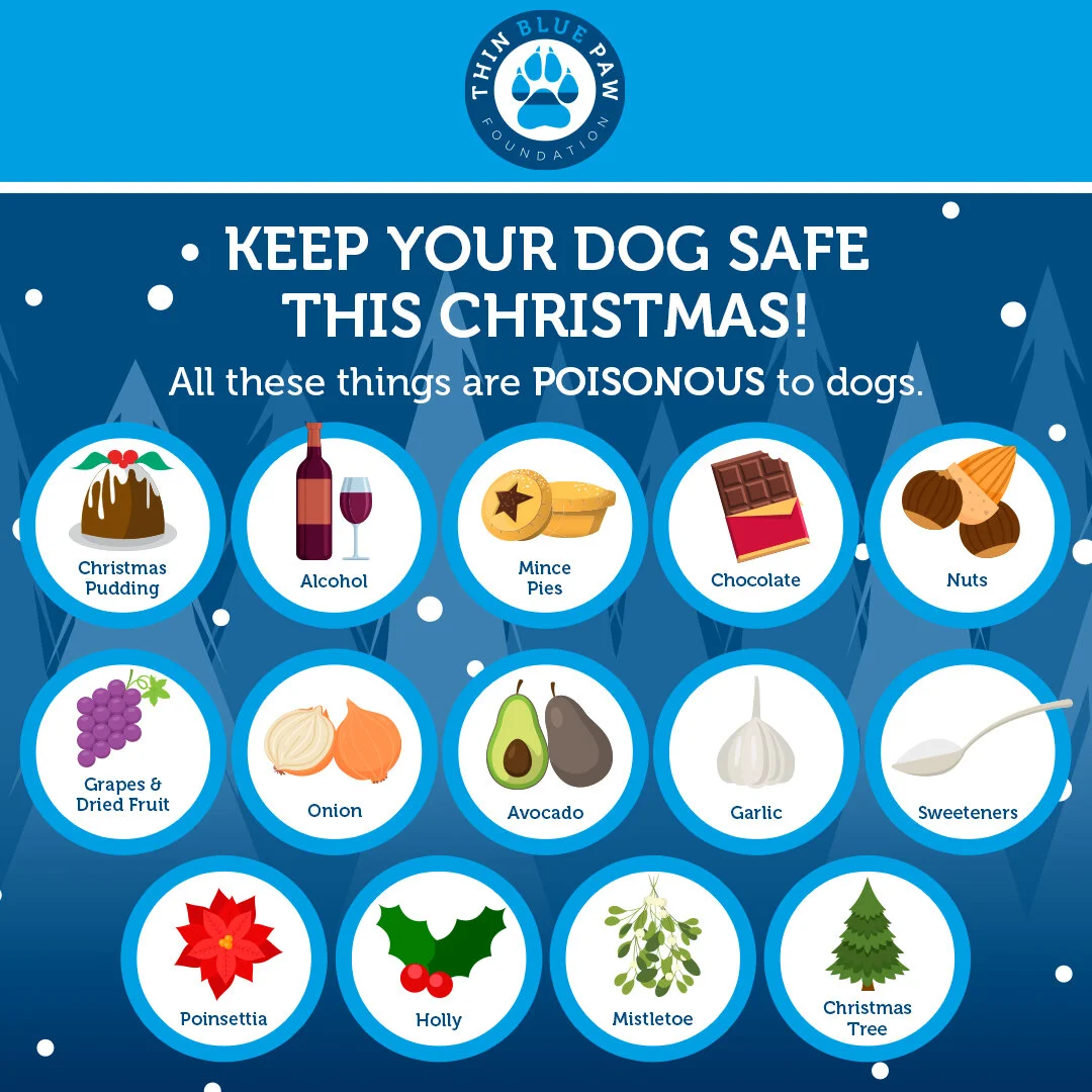 Are Mince Pies Poisonous To Dogs