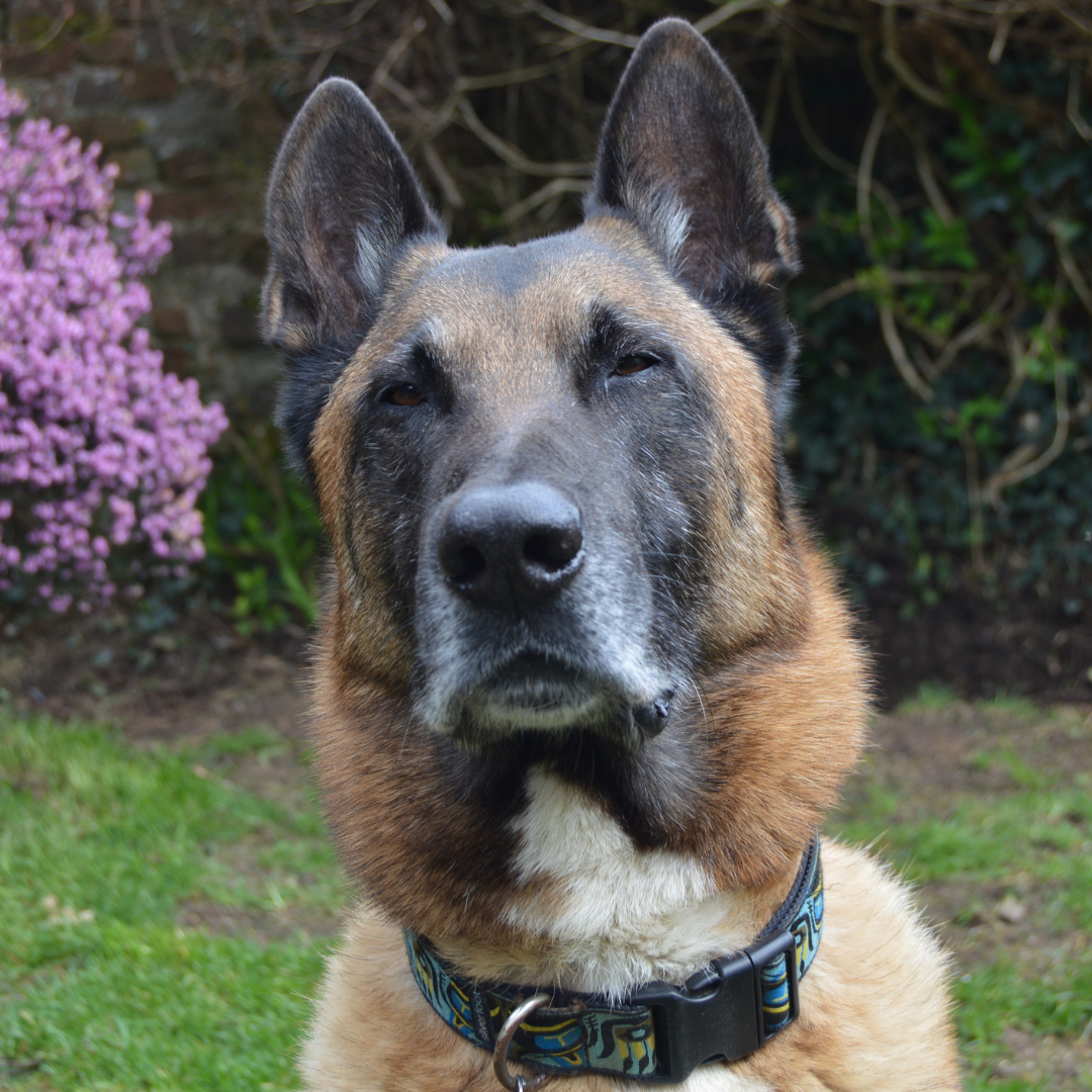 Remembering Retired Police Dogs Who Have Passed Away