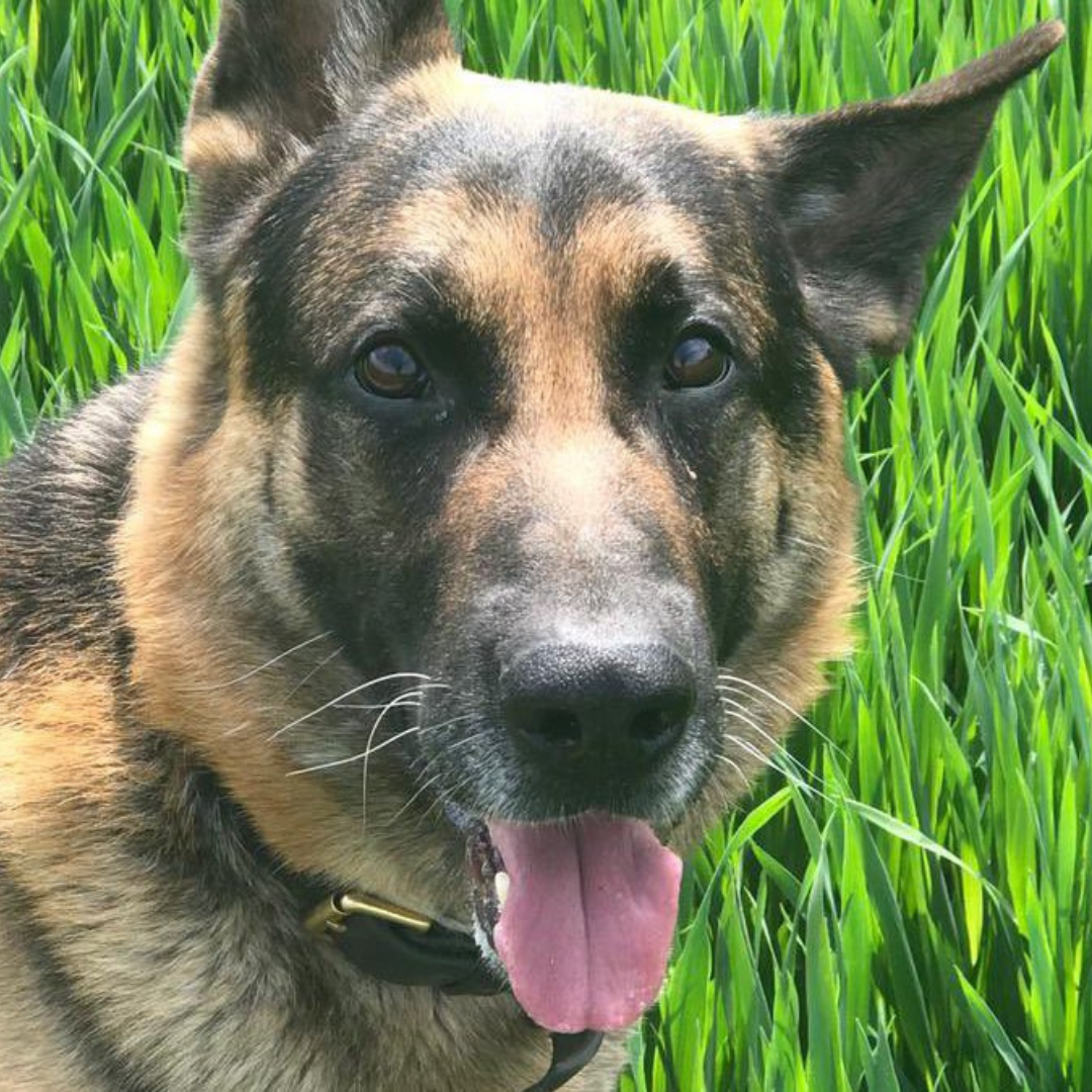 Remembering Retired Police Dogs Who Have Passed Away