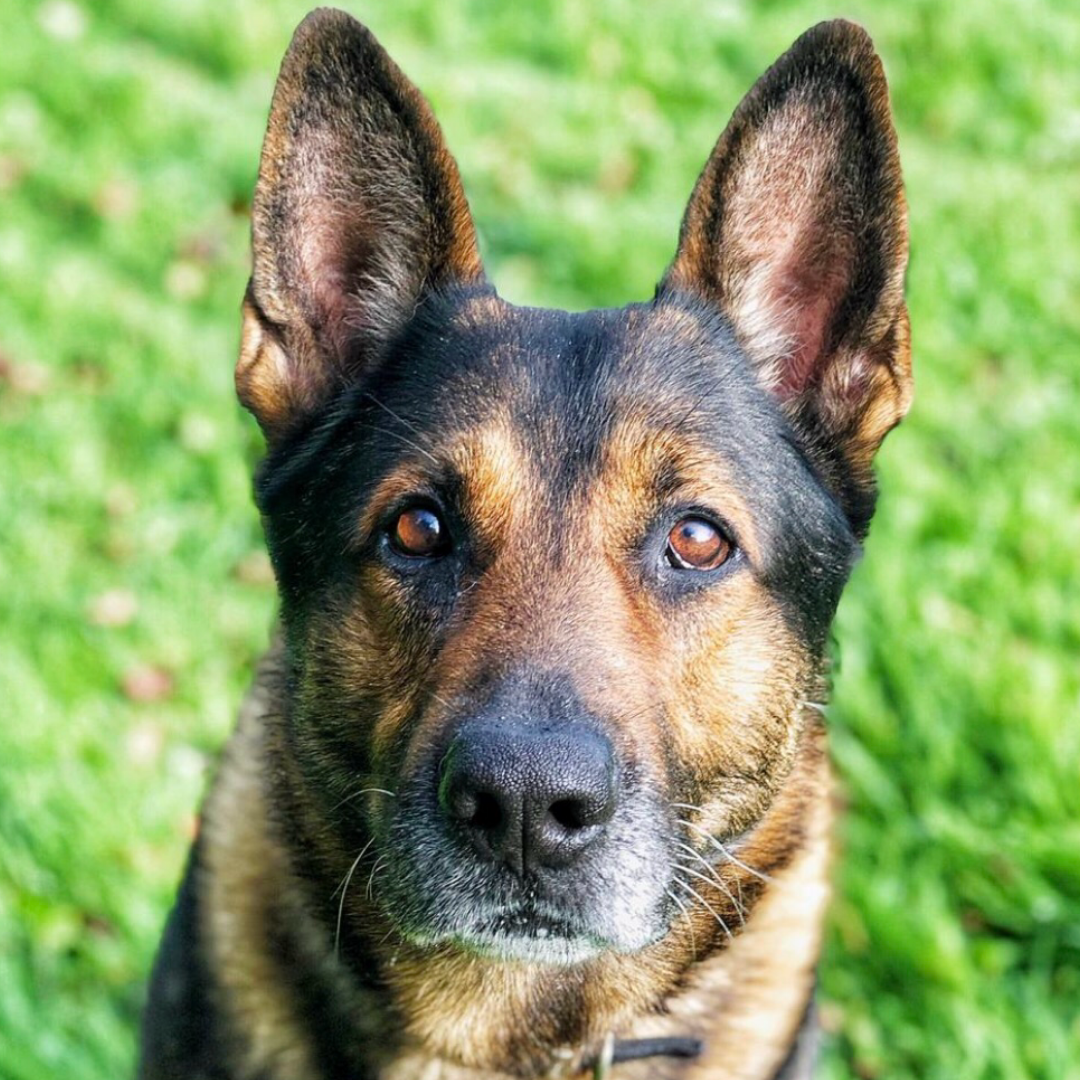 Shepherd Dog Police Dog Rehoming Police Department Retired Police